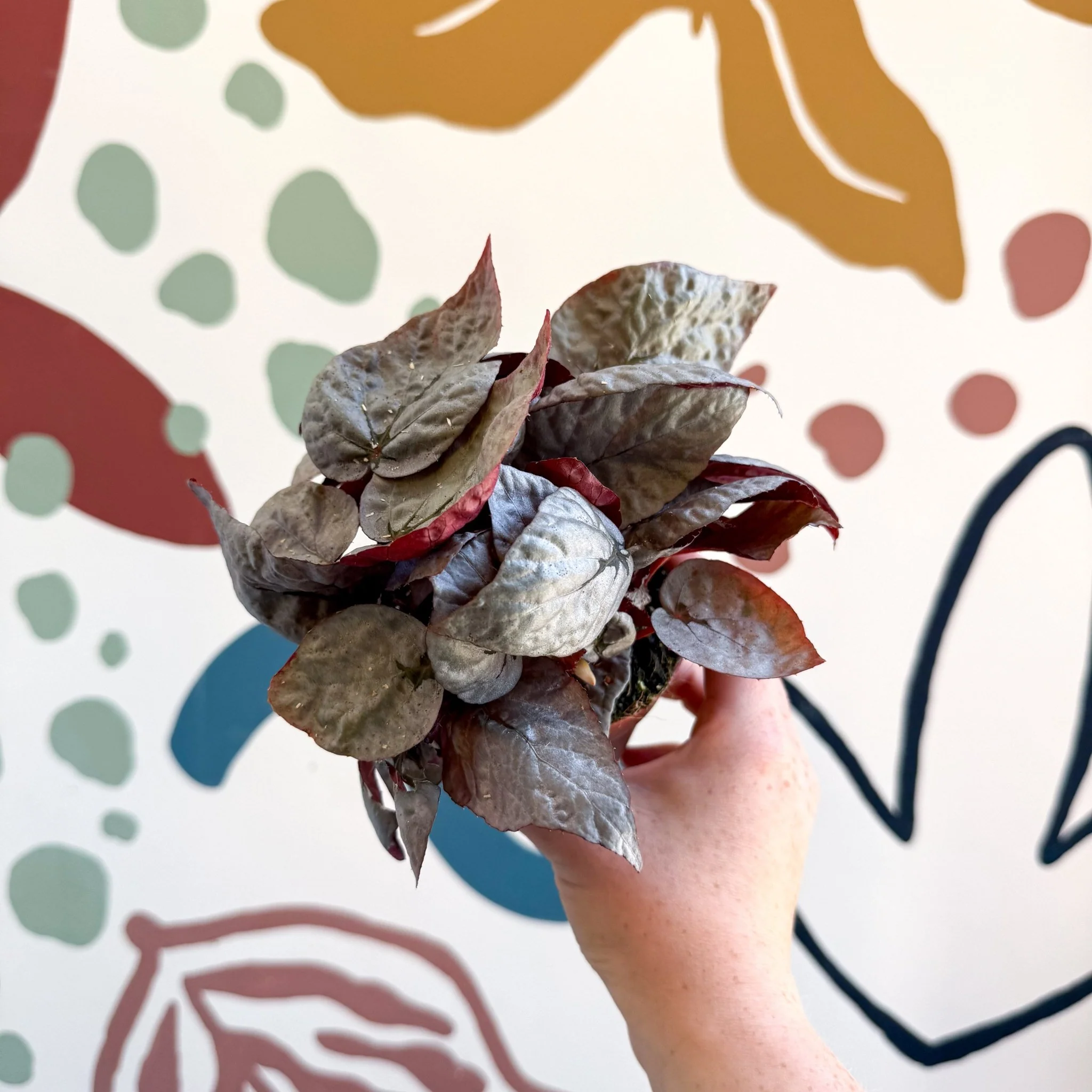 Begonia rex 'Bolero' - Image 5