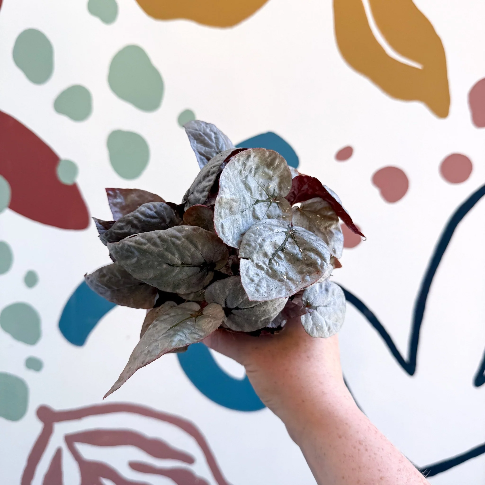 Begonia rex 'Bolero' - Image 7