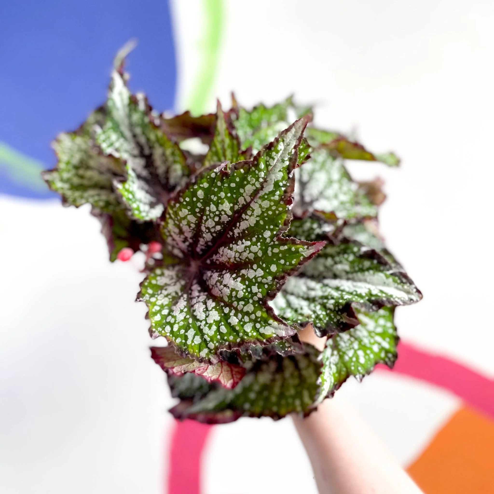 Begonia rex 'Bostella'