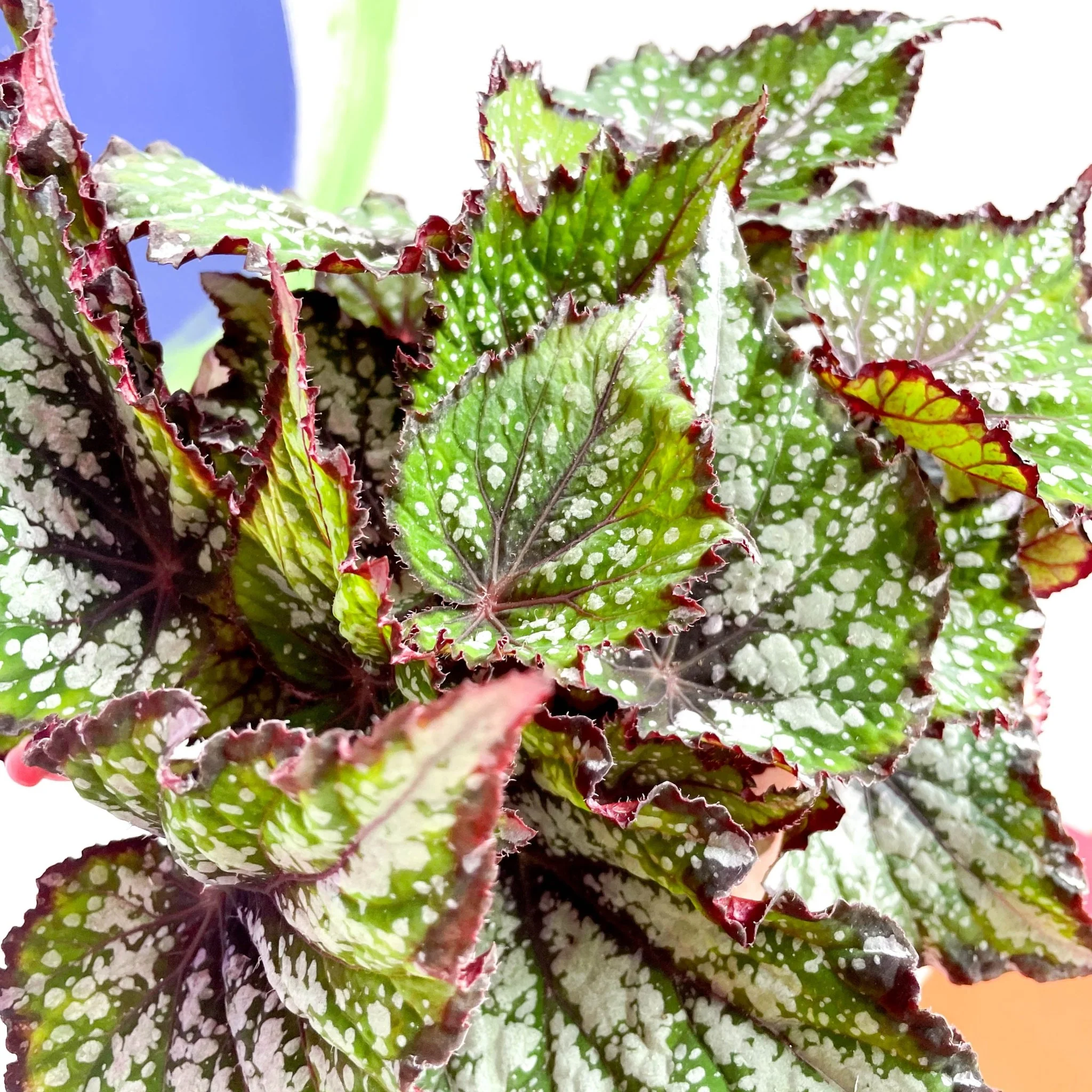 Begonia rex 'Bostella' - Image 2