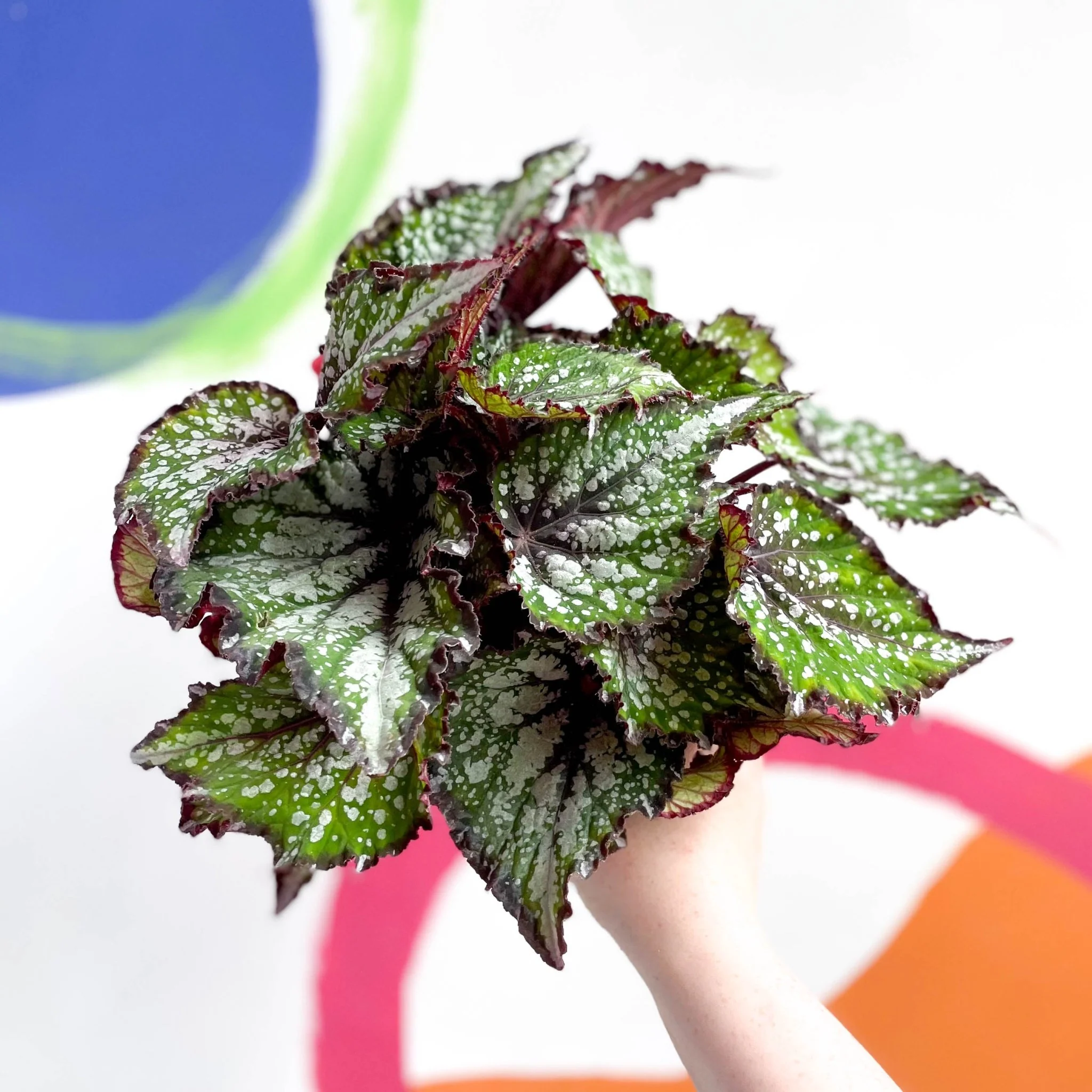 Begonia rex 'Bostella' - Image 3