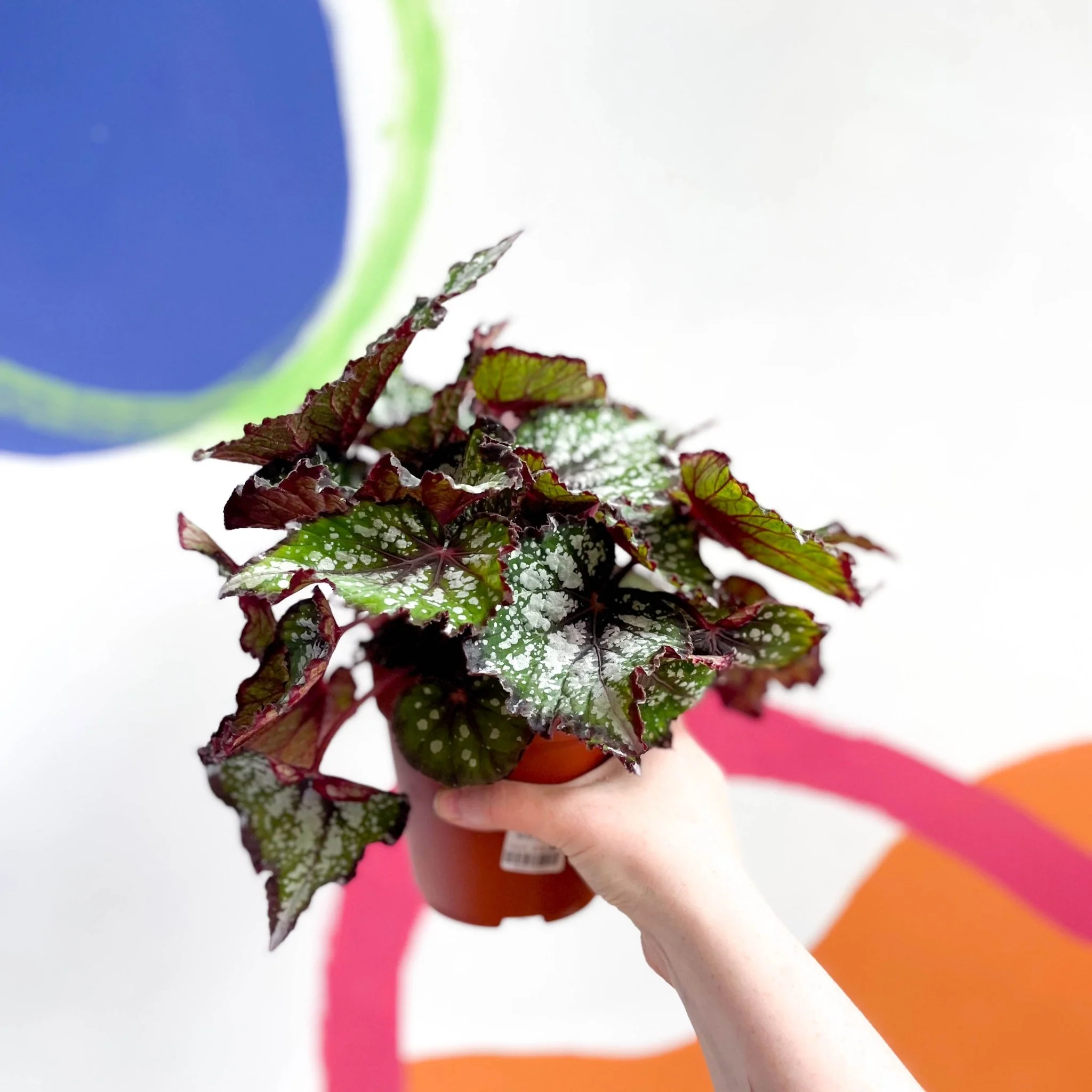 Begonia rex 'Bostella' - Image 4