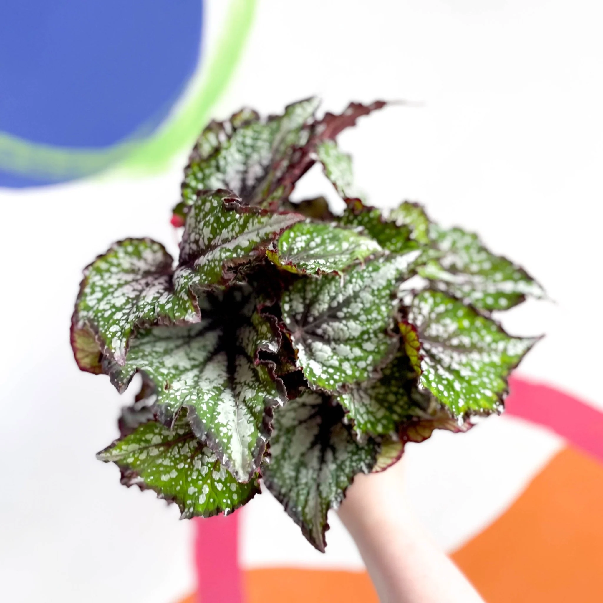 Begonia rex 'Bostella' - Image 5