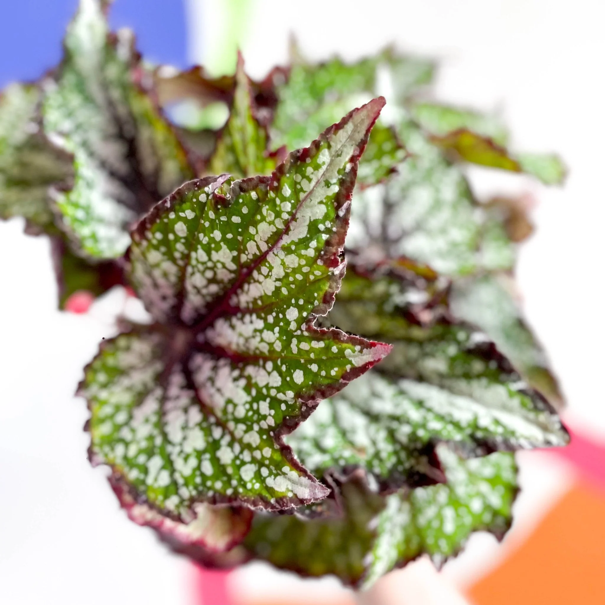 Begonia rex 'Bostella' - Image 6