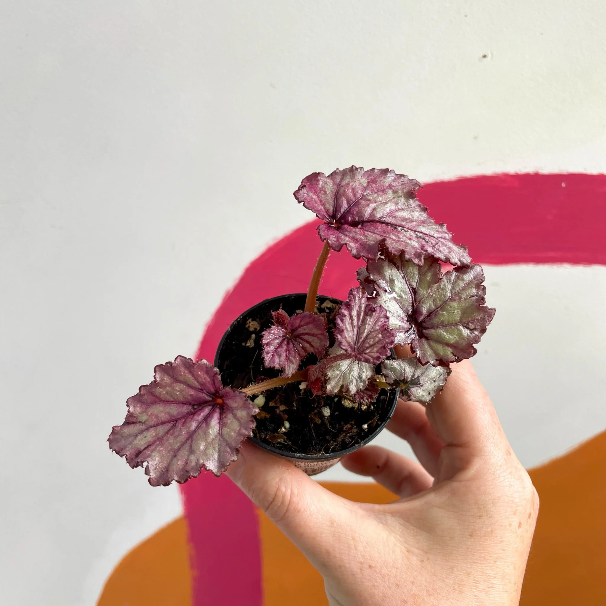 Begonia rex 'Candy Queen' - Welsh Grown
