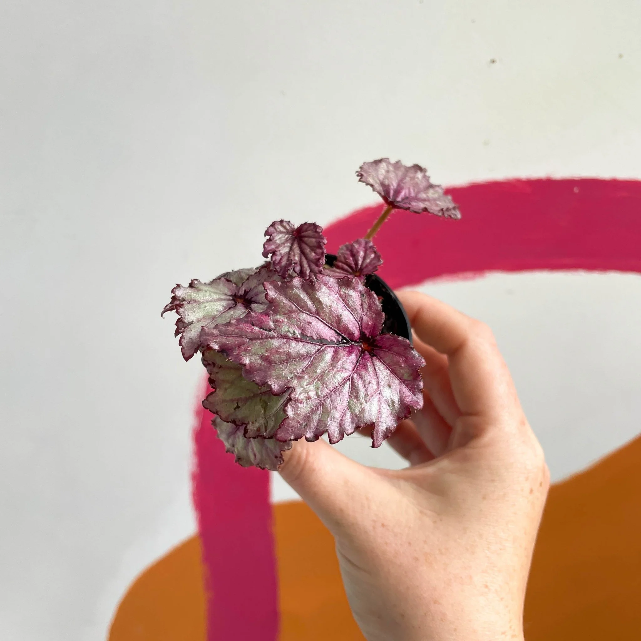 Begonia rex 'Candy Queen' - Welsh Grown - Image 2