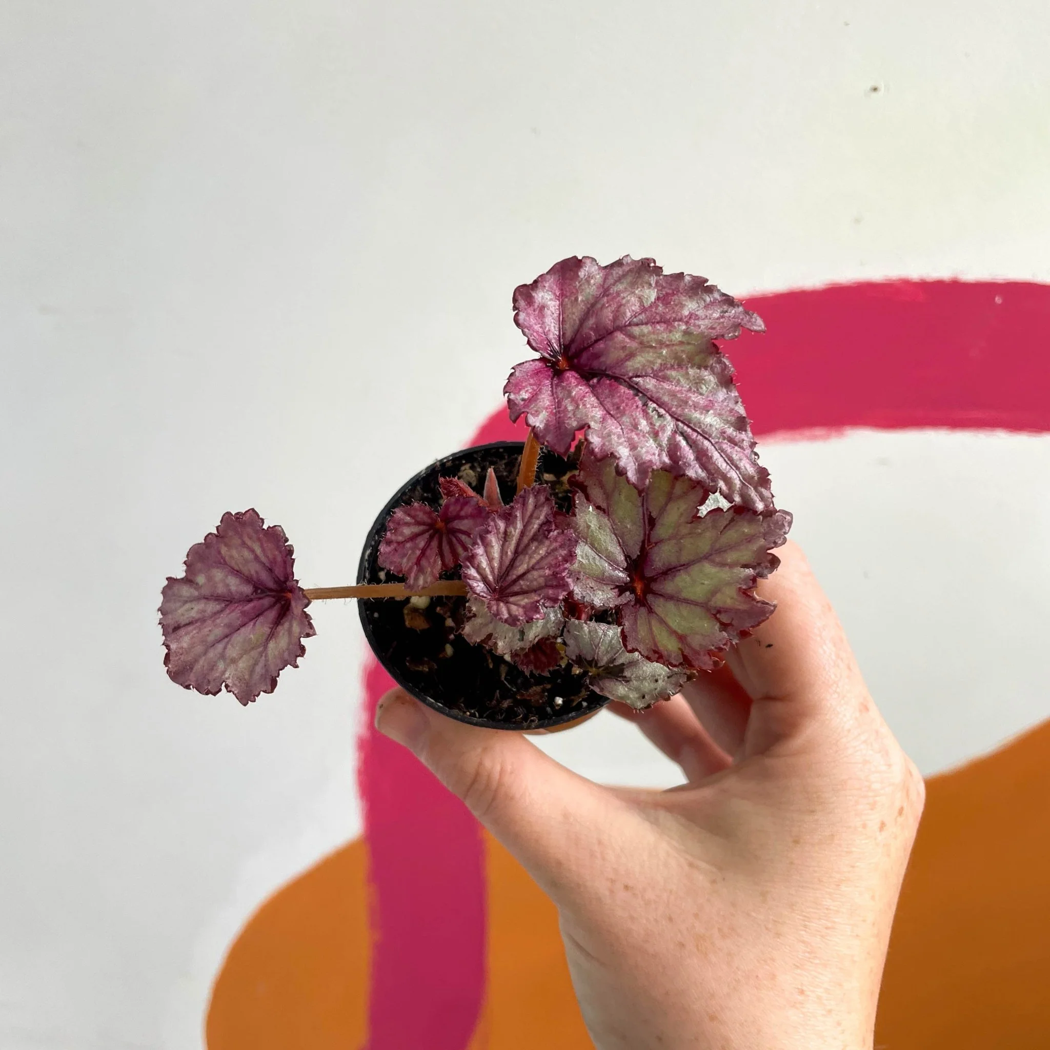 Begonia rex 'Candy Queen' - Welsh Grown - Image 3