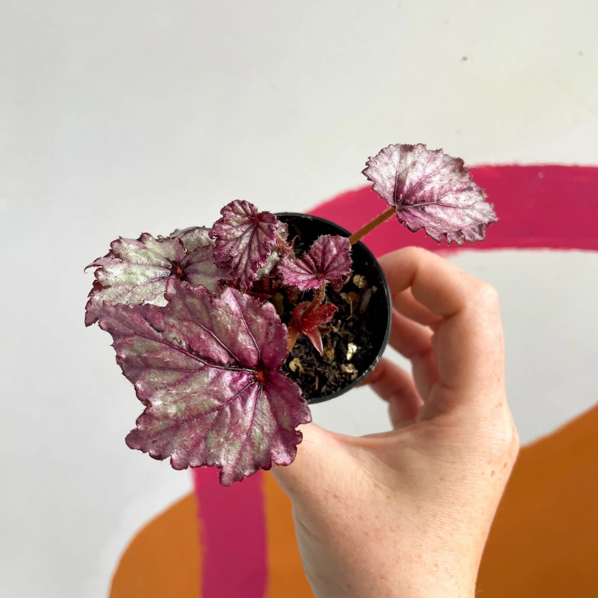 Begonia rex 'Candy Queen' - Welsh Grown - Image 4