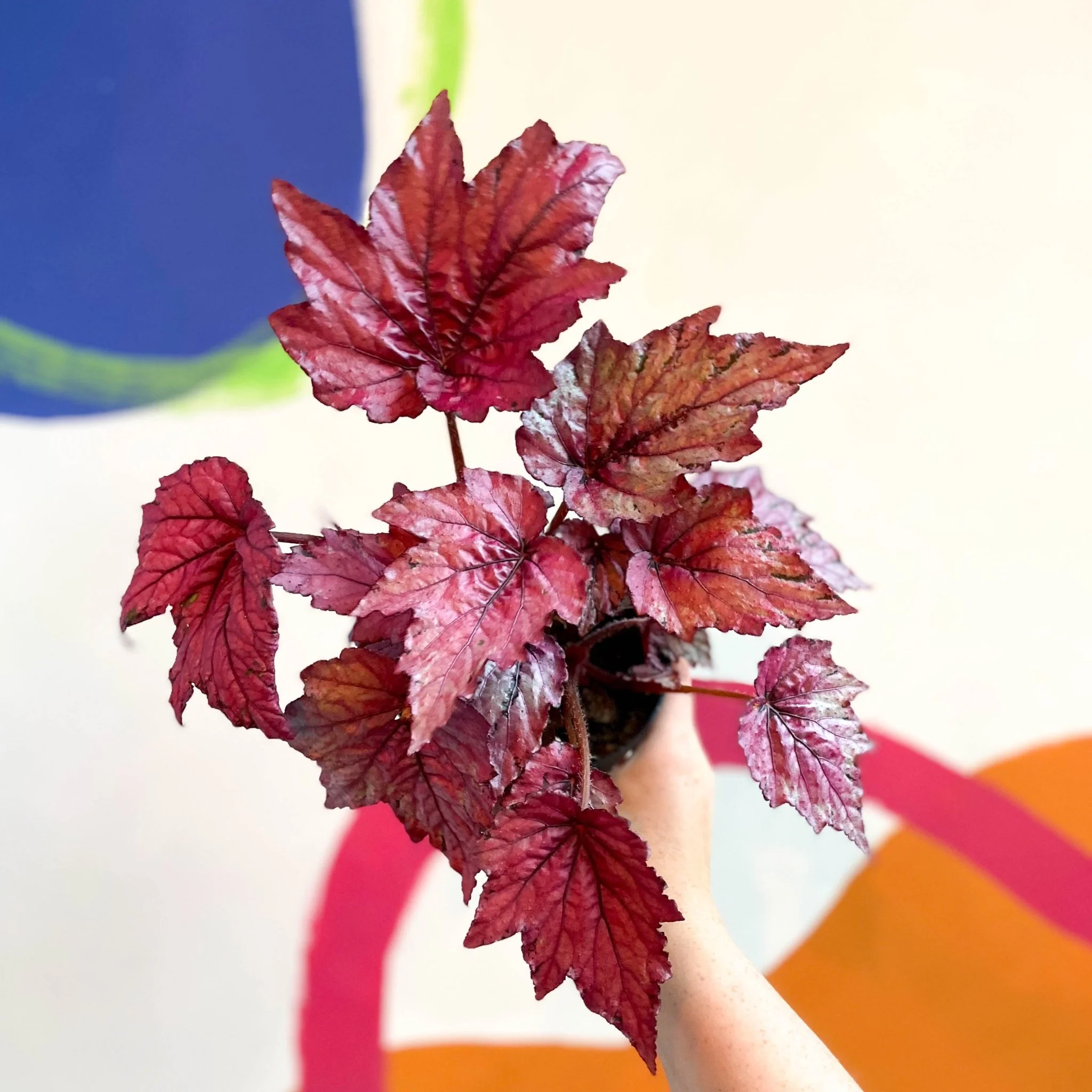 Begonia rex 'Candy Queen' - Welsh Grown - Image 5