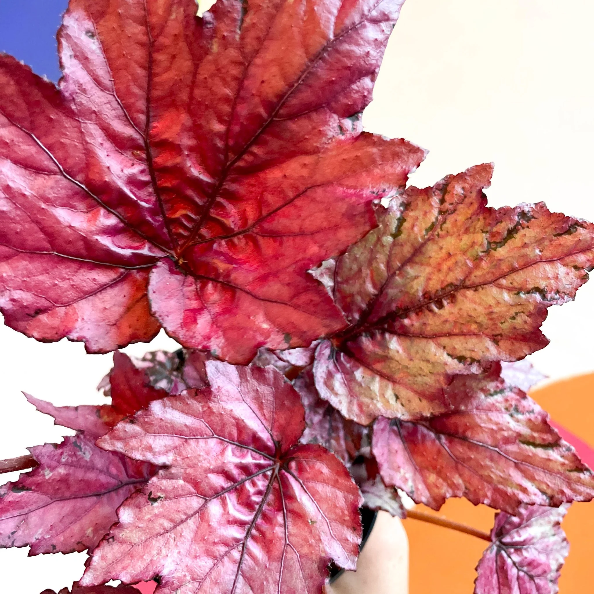 Begonia rex 'Candy Queen' - Welsh Grown - Image 6