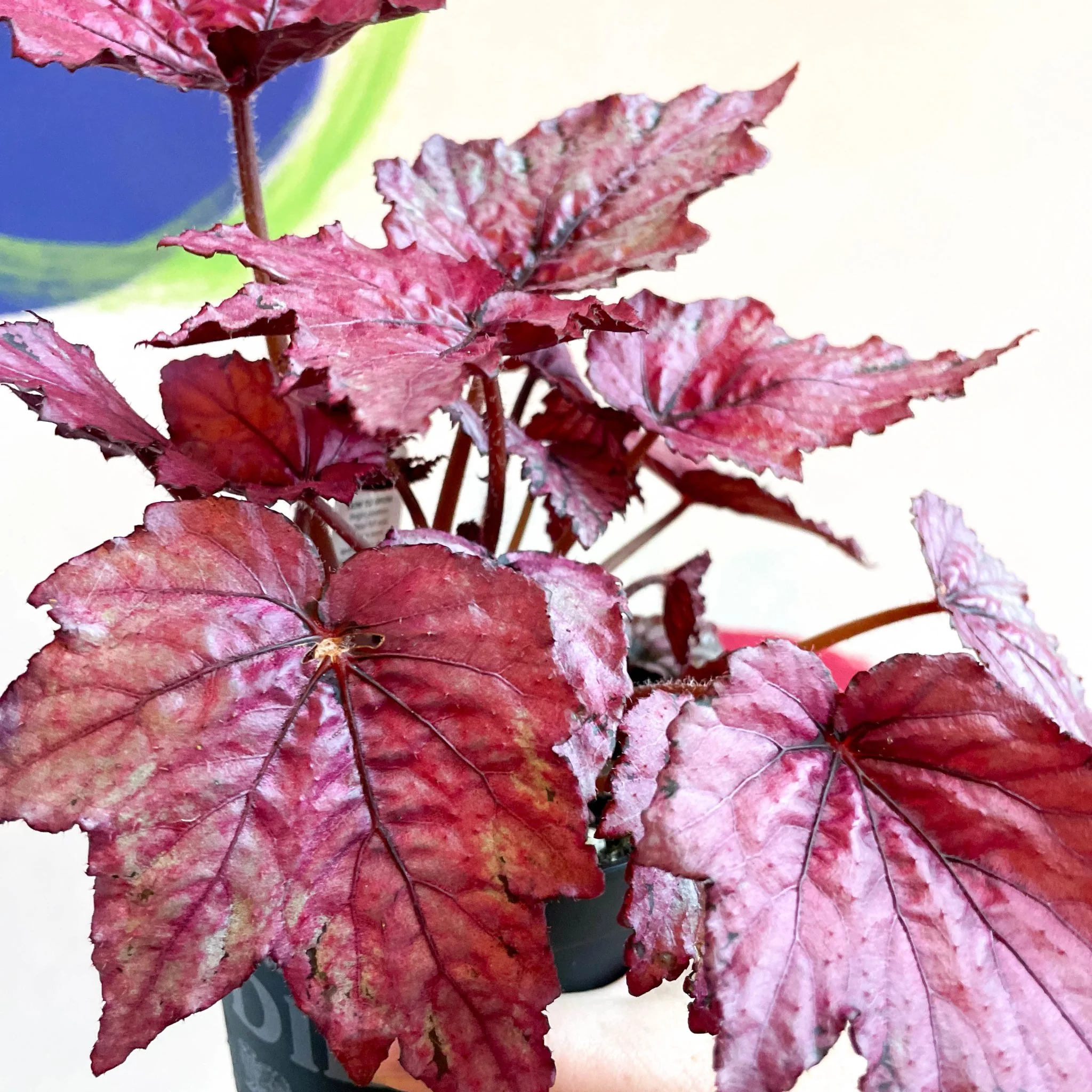 Begonia rex 'Candy Queen' - Welsh Grown - Image 7