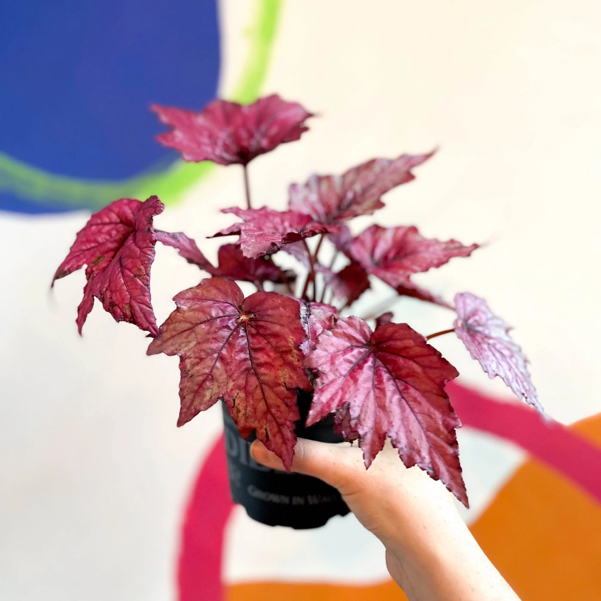 Begonia rex 'Candy Queen' - Welsh Grown - Image 8