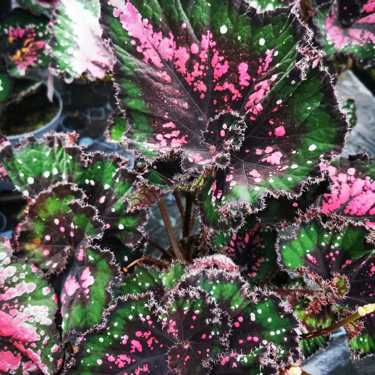 Begonia rex 'Casey Corwin' - Welsh Grown