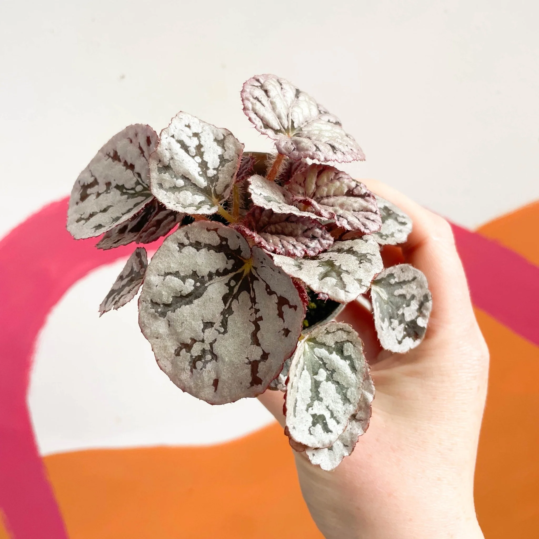 Begonia rex 'Chayo'