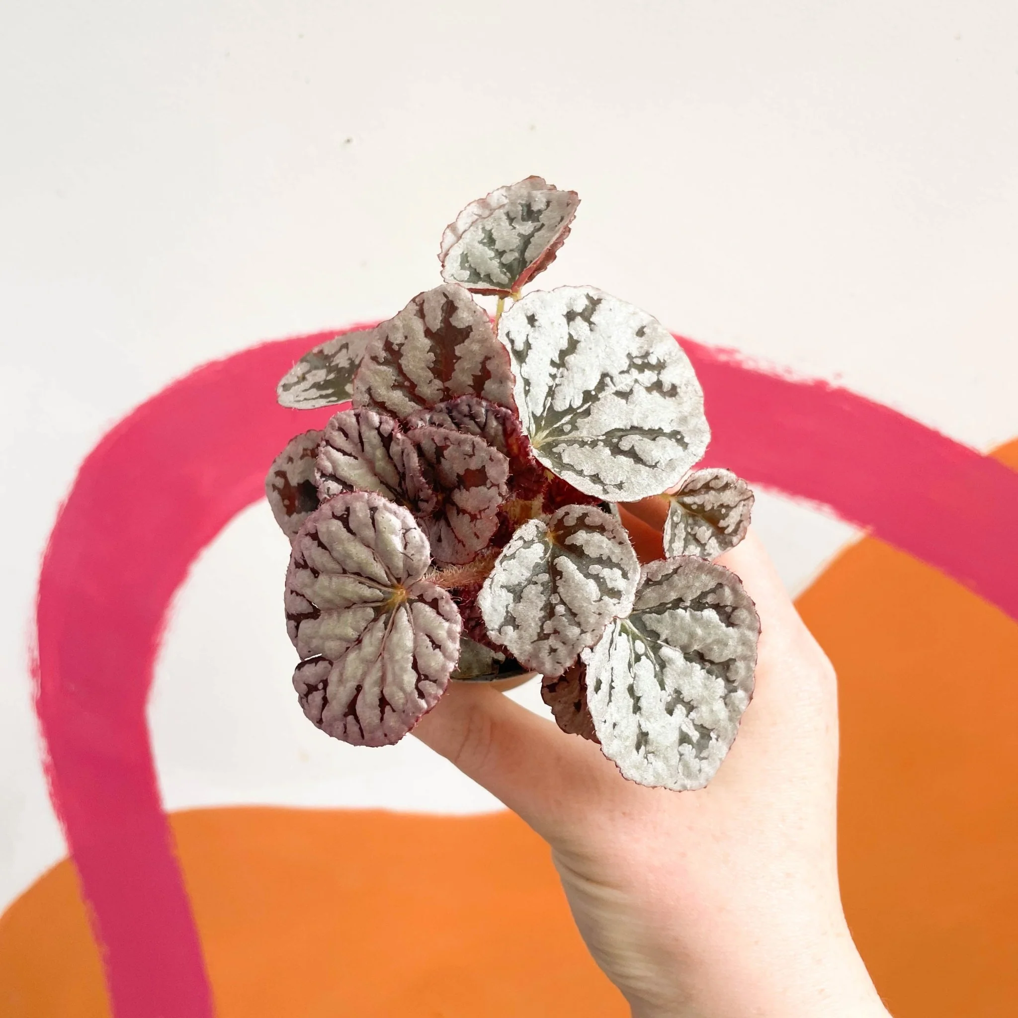 Begonia rex 'Chayo' - Image 2