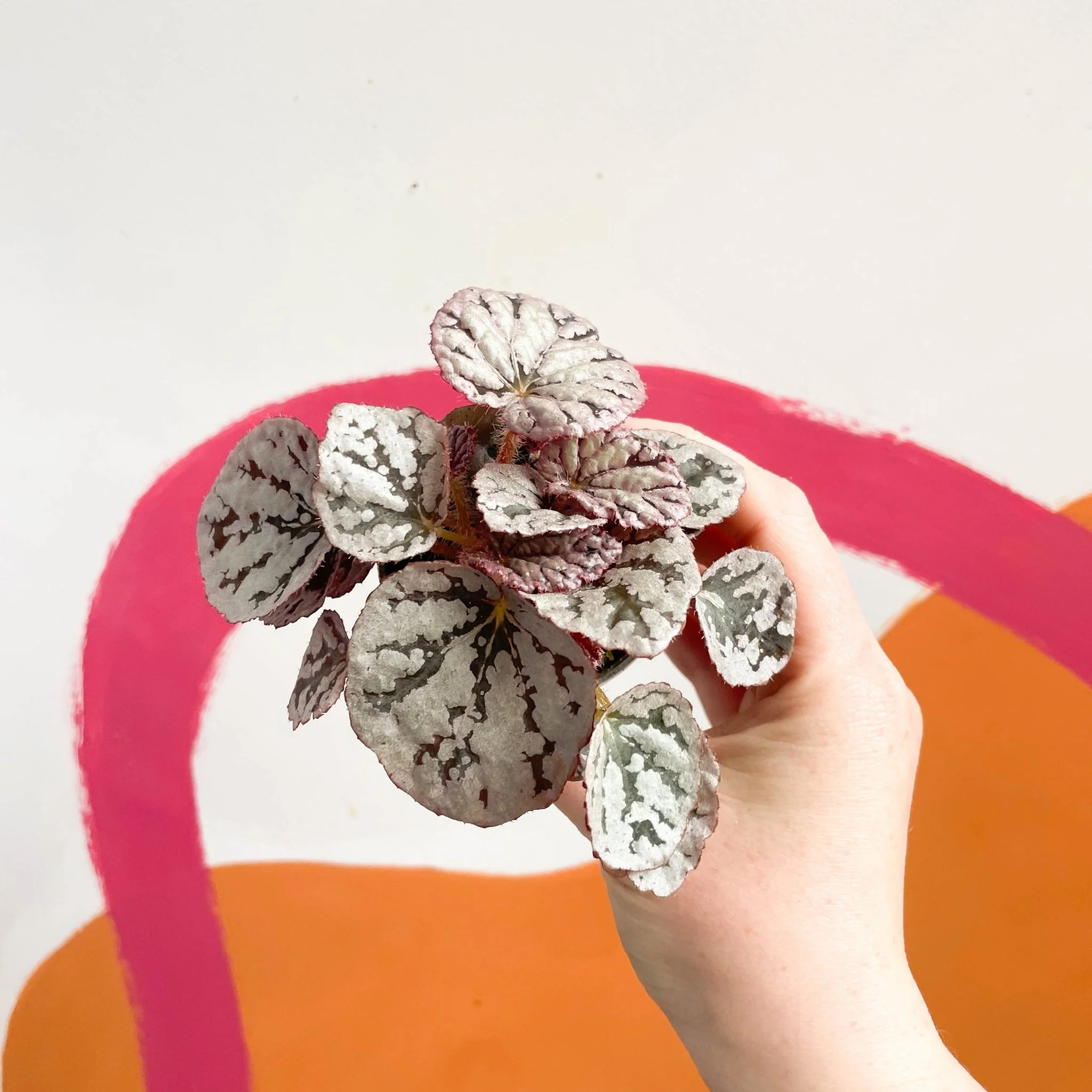 Begonia rex 'Chayo' - Image 3