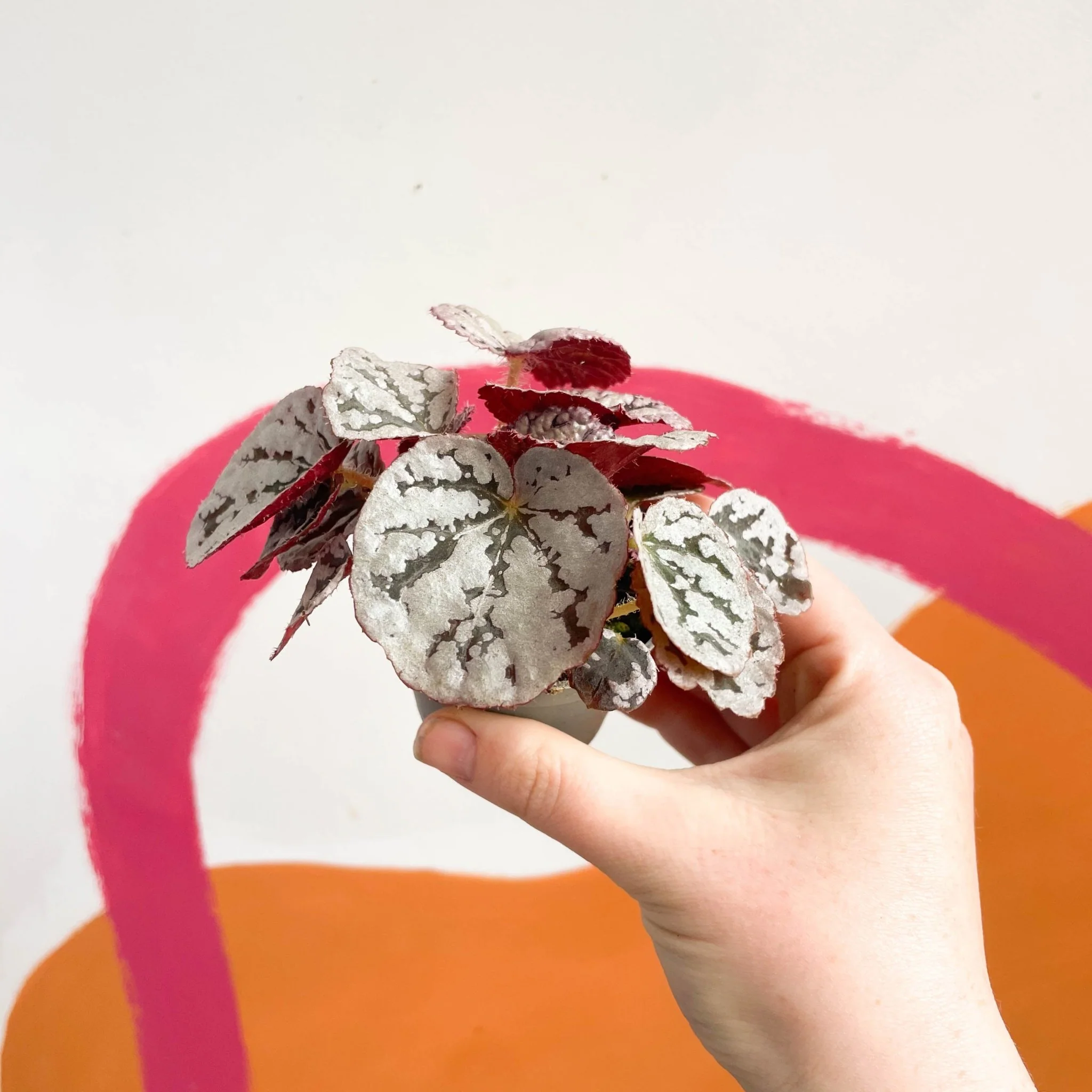Begonia rex 'Chayo' - Image 4