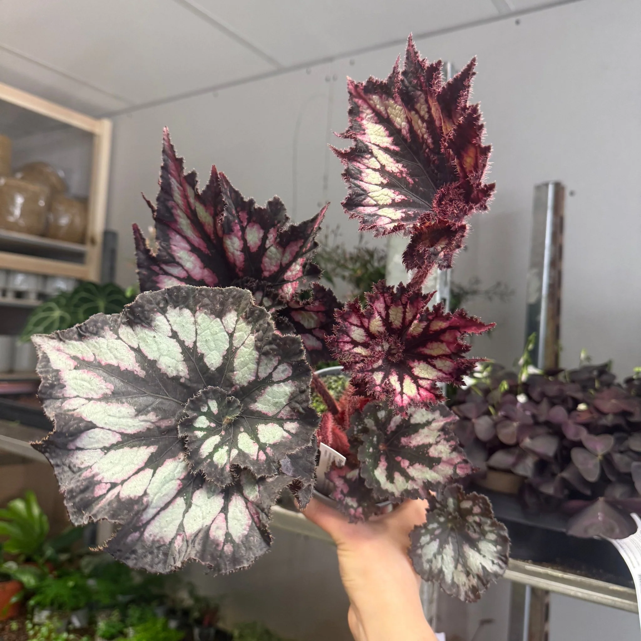 Begonia rex 'Chocolate Cream' - Welsh Grown