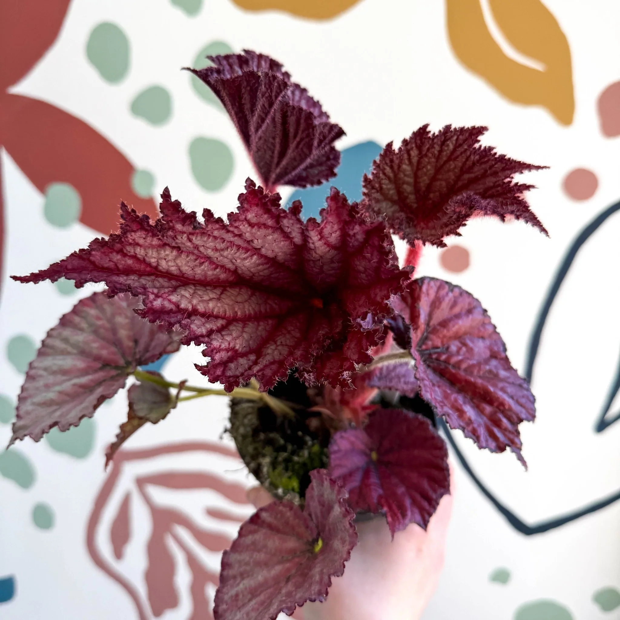 Begonia rex 'Cool Dandy' - Welsh Grown