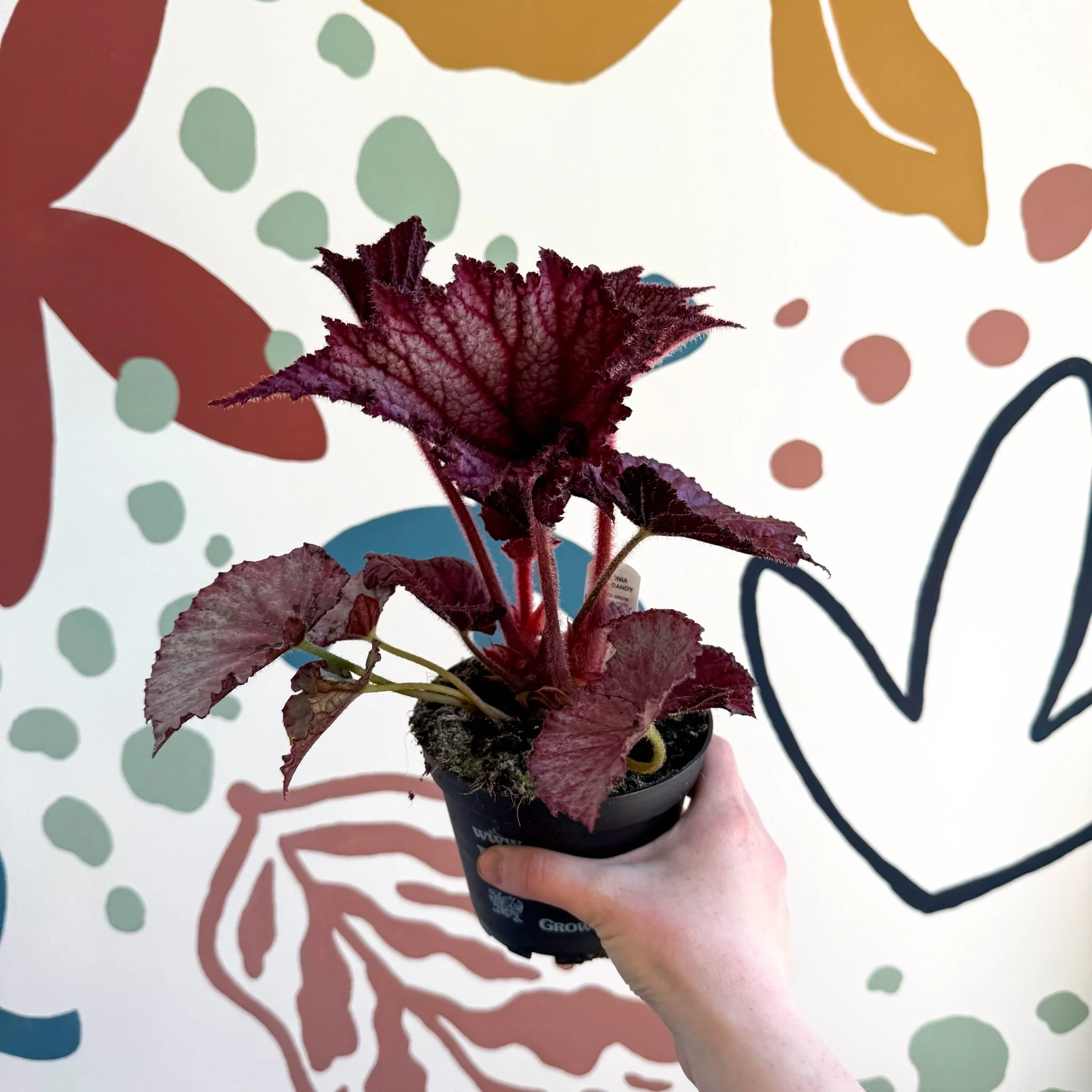 Begonia rex 'Cool Dandy' - Welsh Grown - Image 10