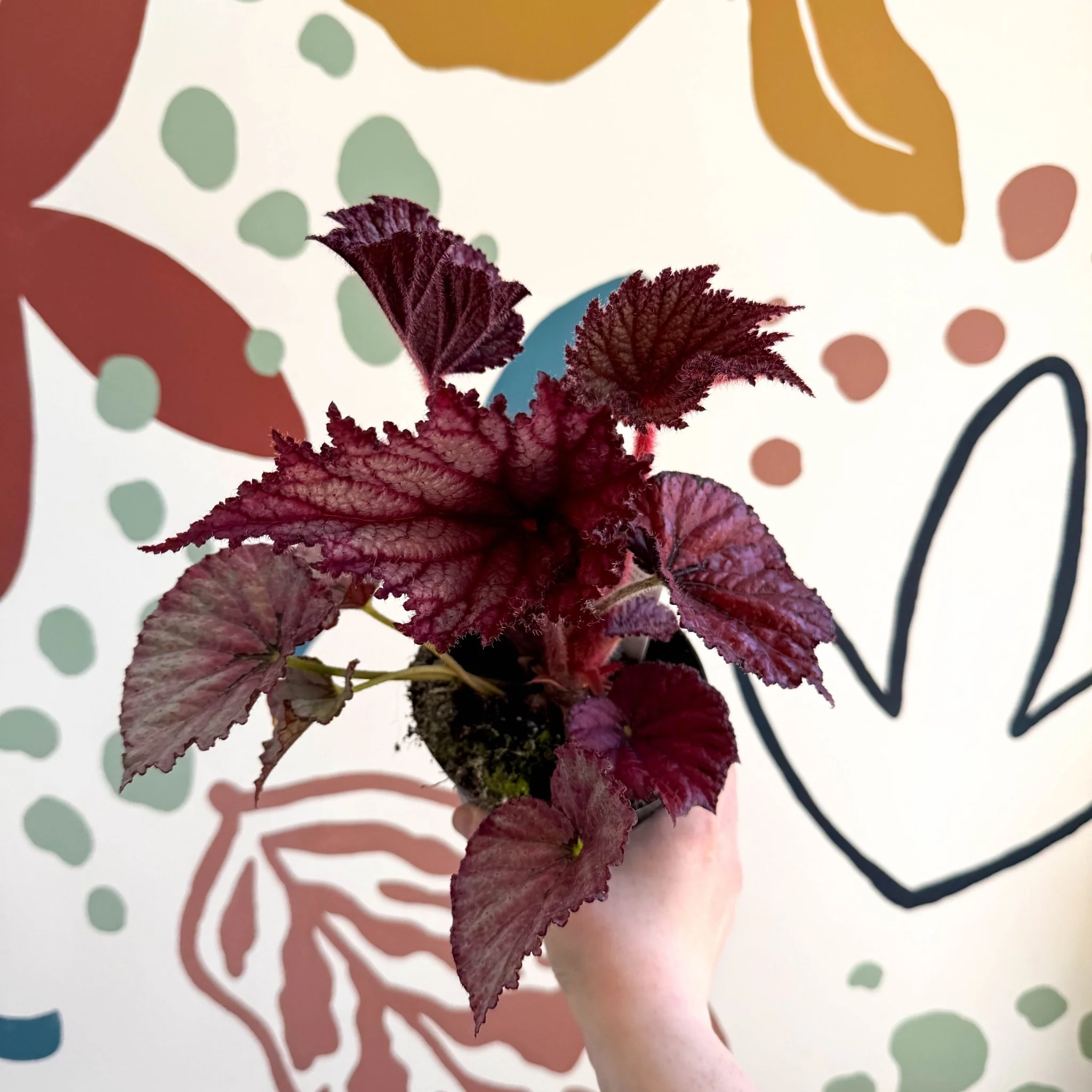Begonia rex 'Cool Dandy' - Welsh Grown - Image 11