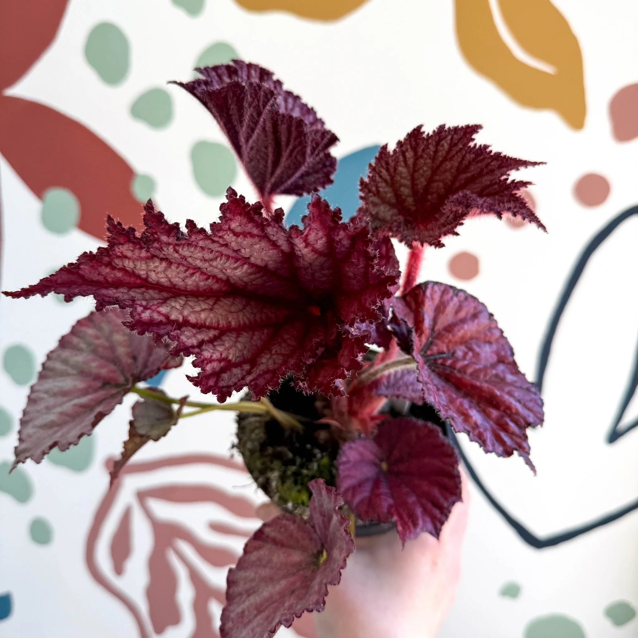 Begonia rex 'Cool Dandy' - Welsh Grown - Image 2