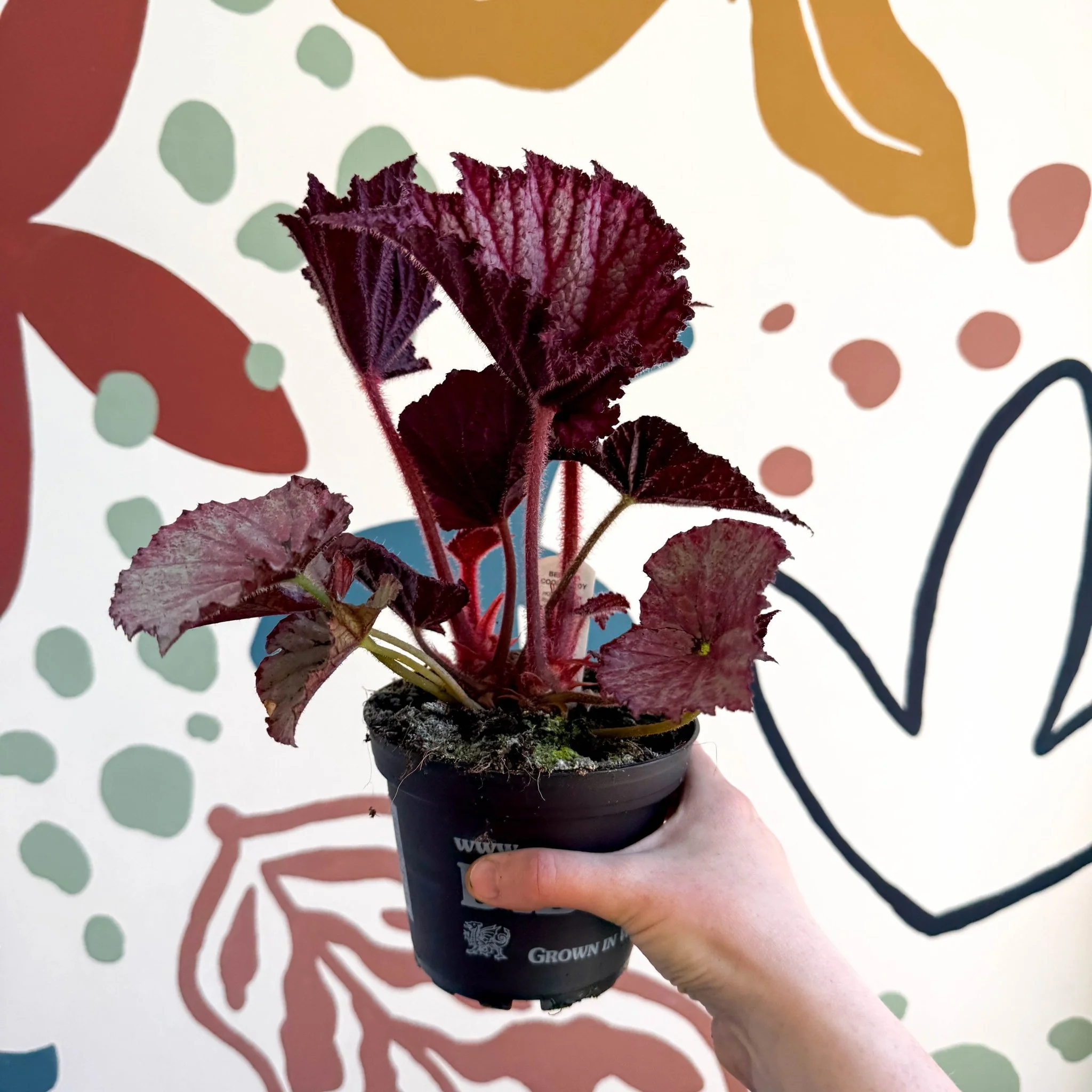 Begonia rex 'Cool Dandy' - Welsh Grown - Image 3