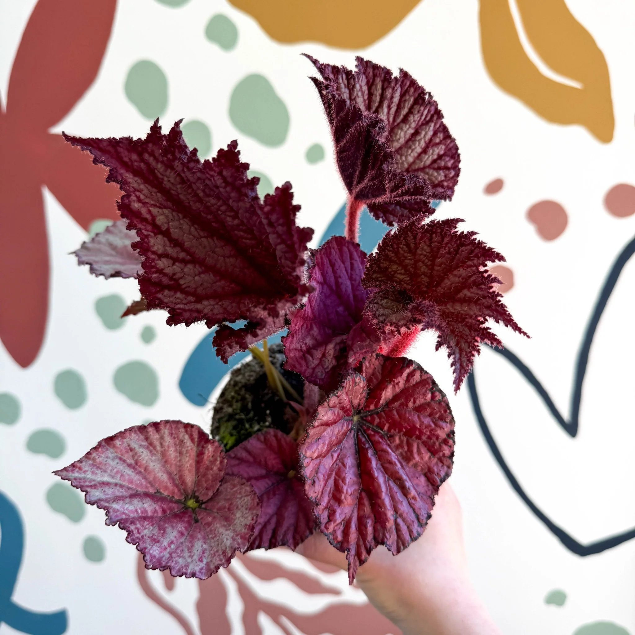 Begonia rex 'Cool Dandy' - Welsh Grown - Image 4