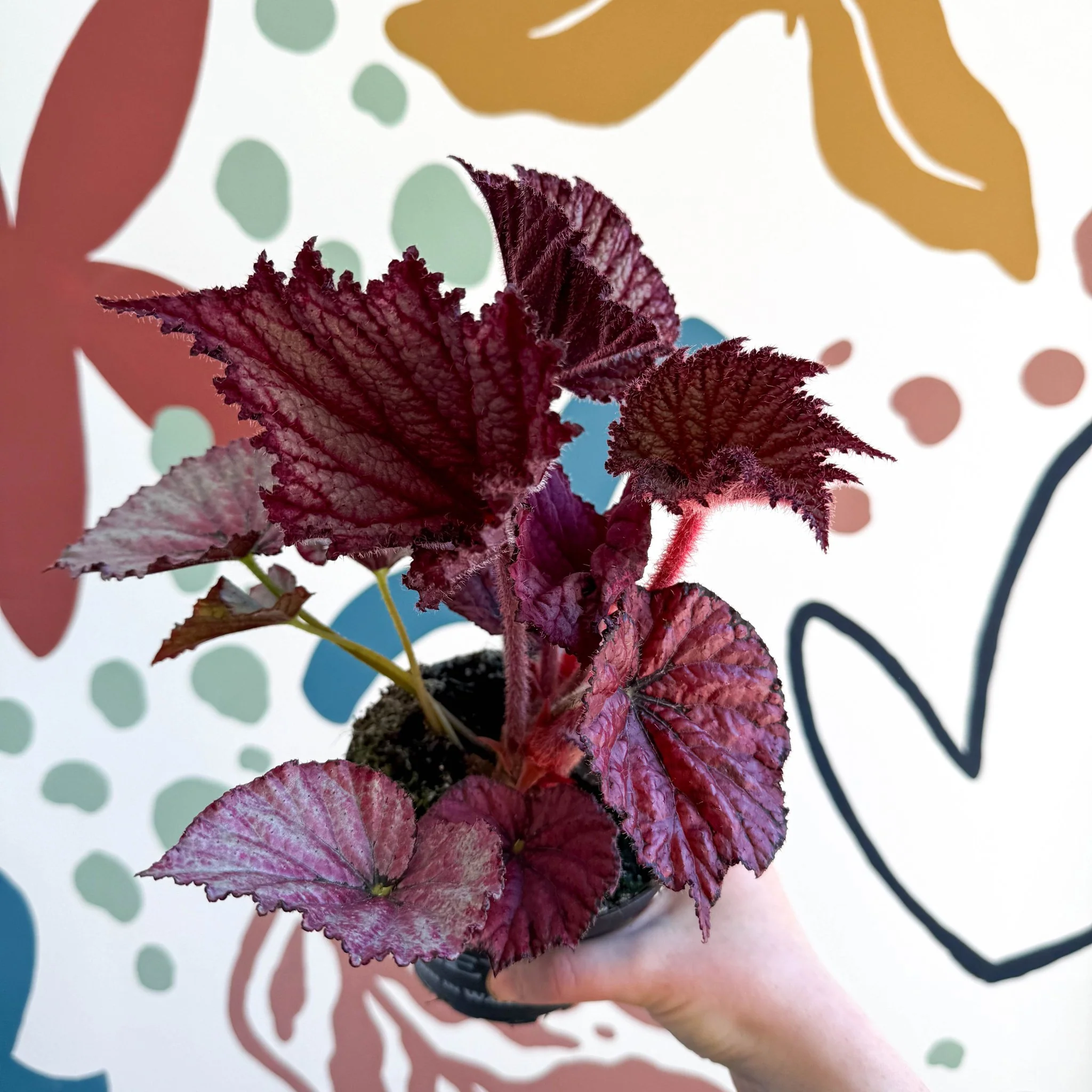 Begonia rex 'Cool Dandy' - Welsh Grown - Image 5