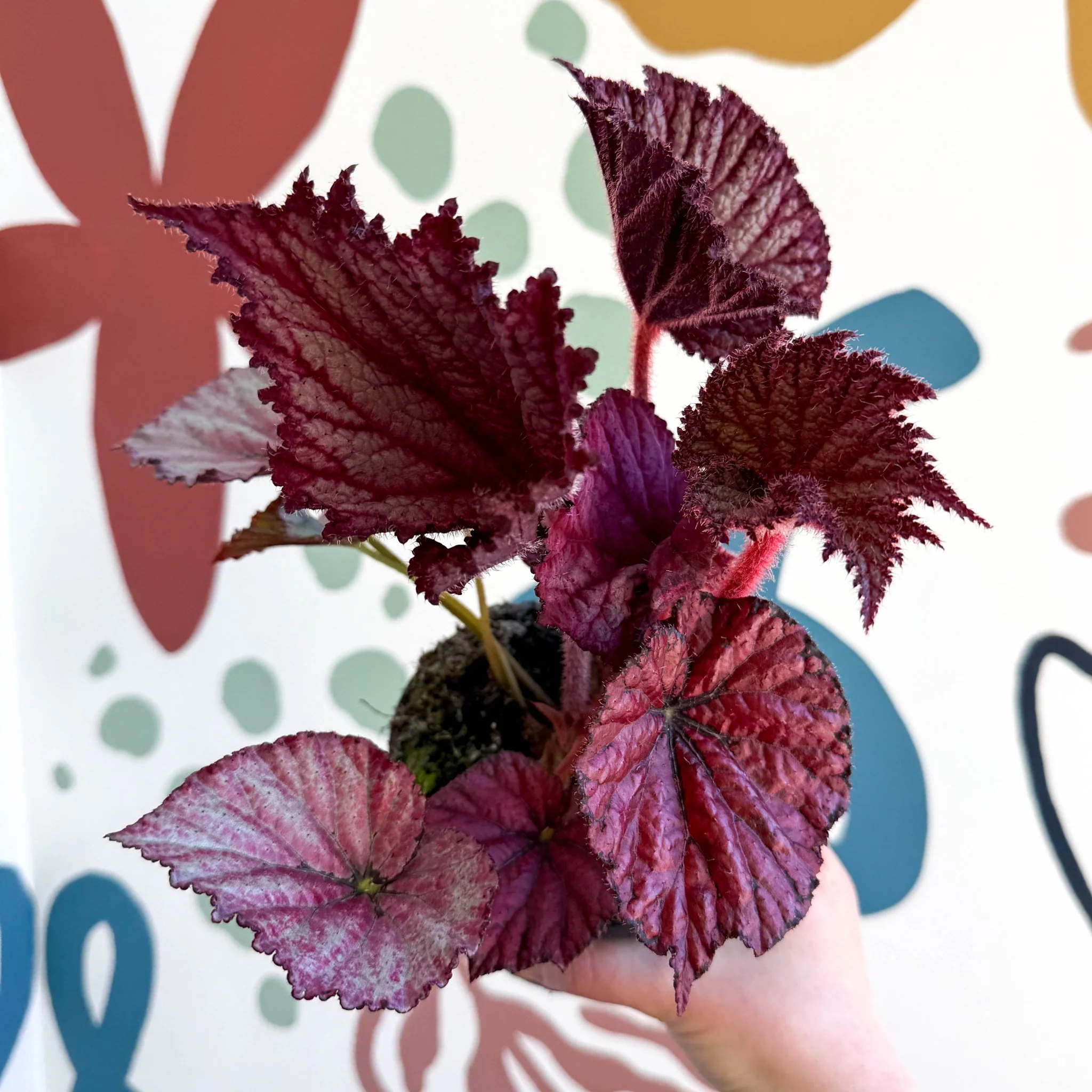 Begonia rex 'Cool Dandy' - Welsh Grown - Image 6