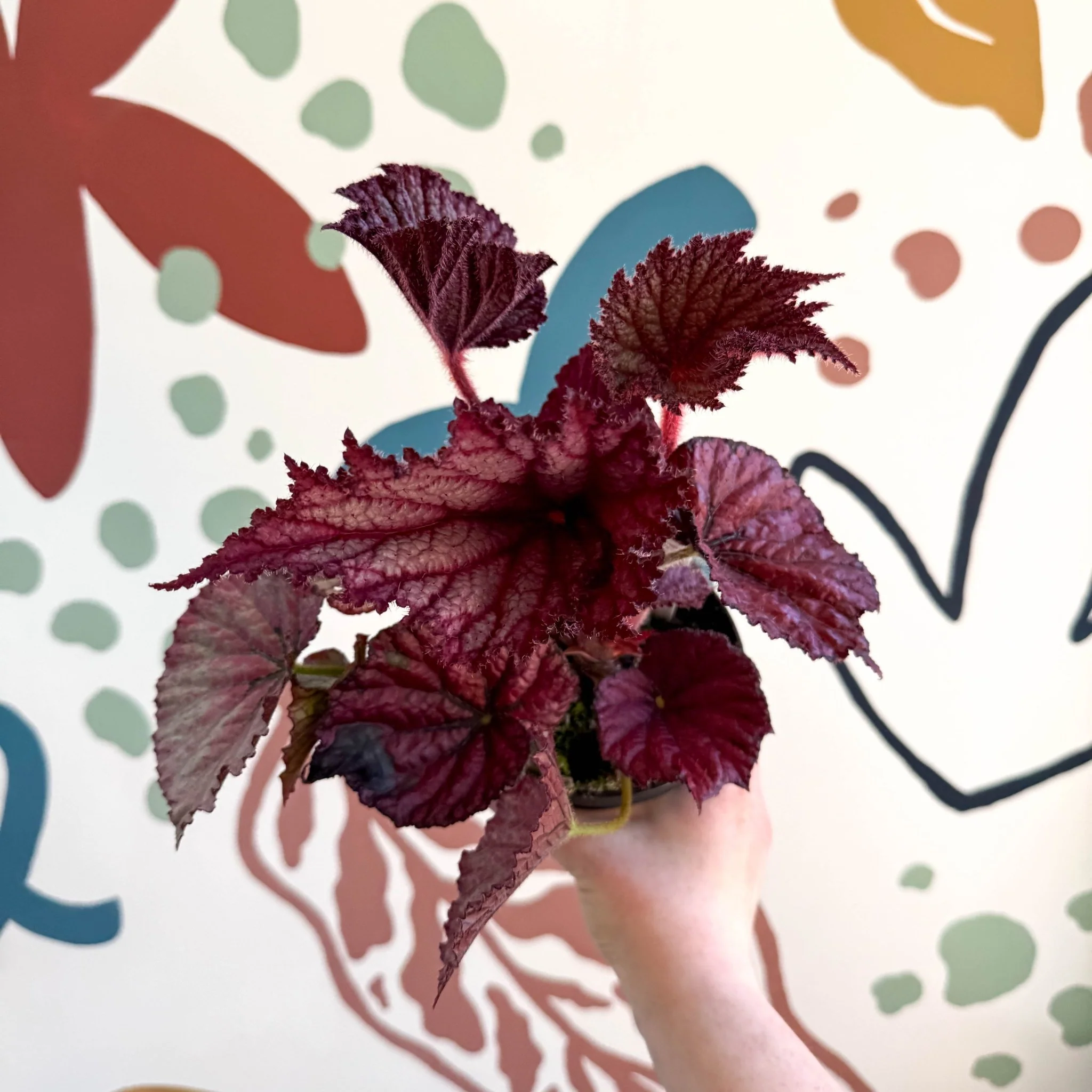 Begonia rex 'Cool Dandy' - Welsh Grown - Image 7