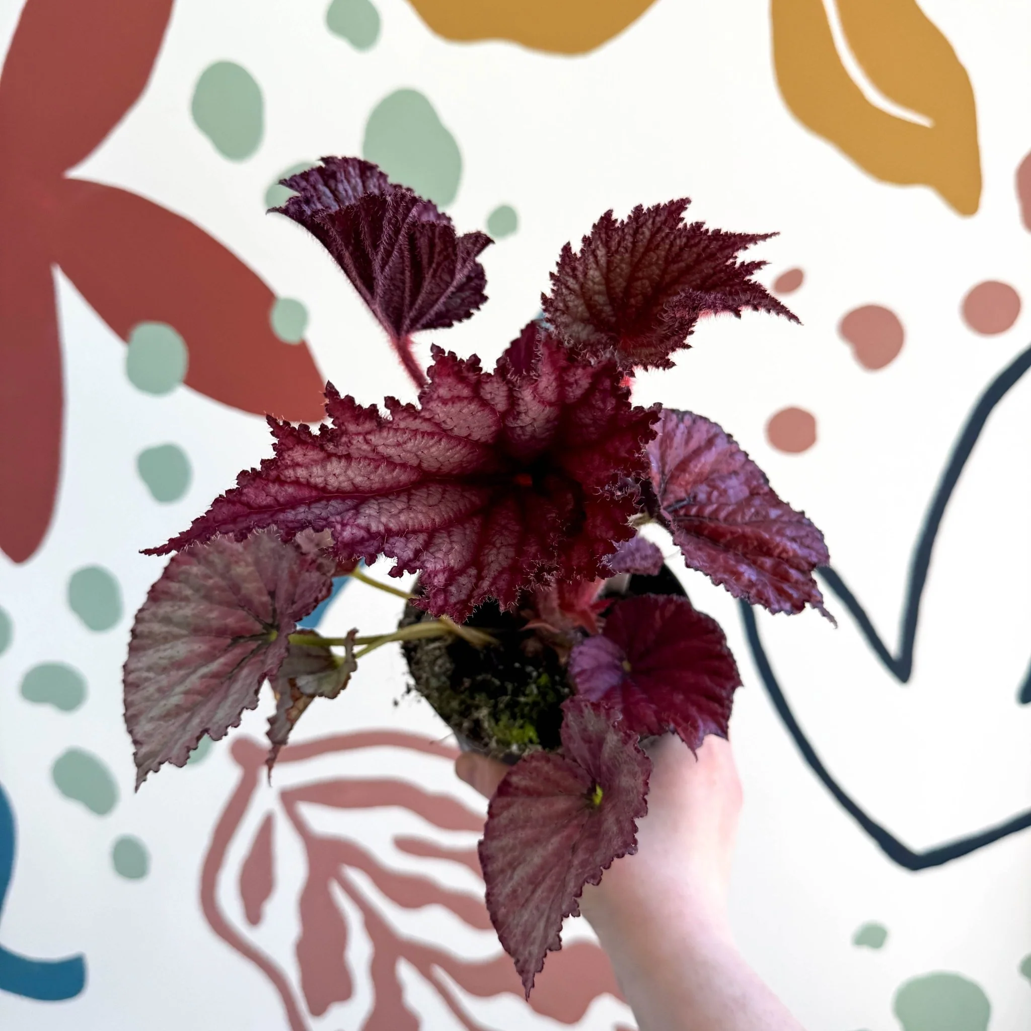 Begonia rex 'Cool Dandy' - Welsh Grown - Image 8