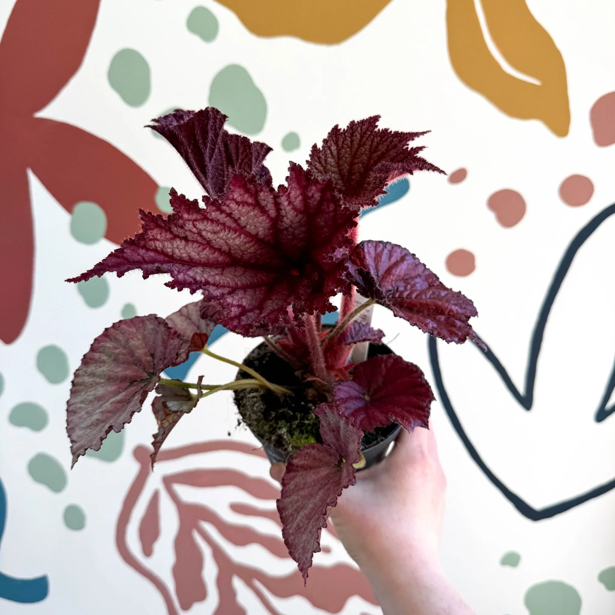 Begonia rex 'Cool Dandy' - Welsh Grown - Image 9