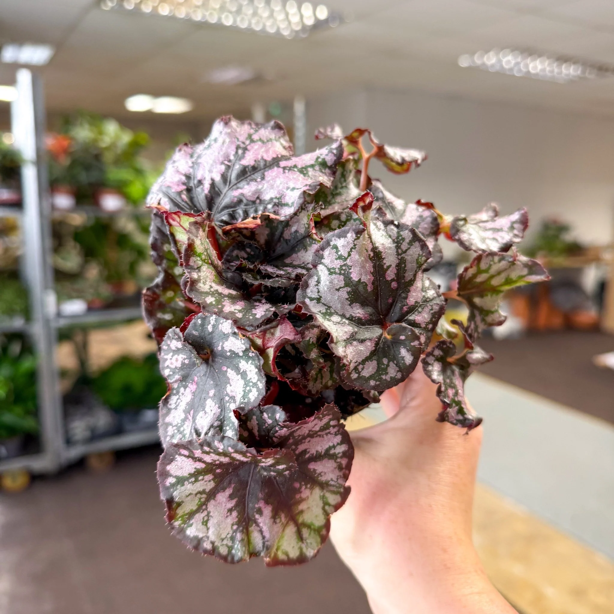Begonia rex 'Cumbia'