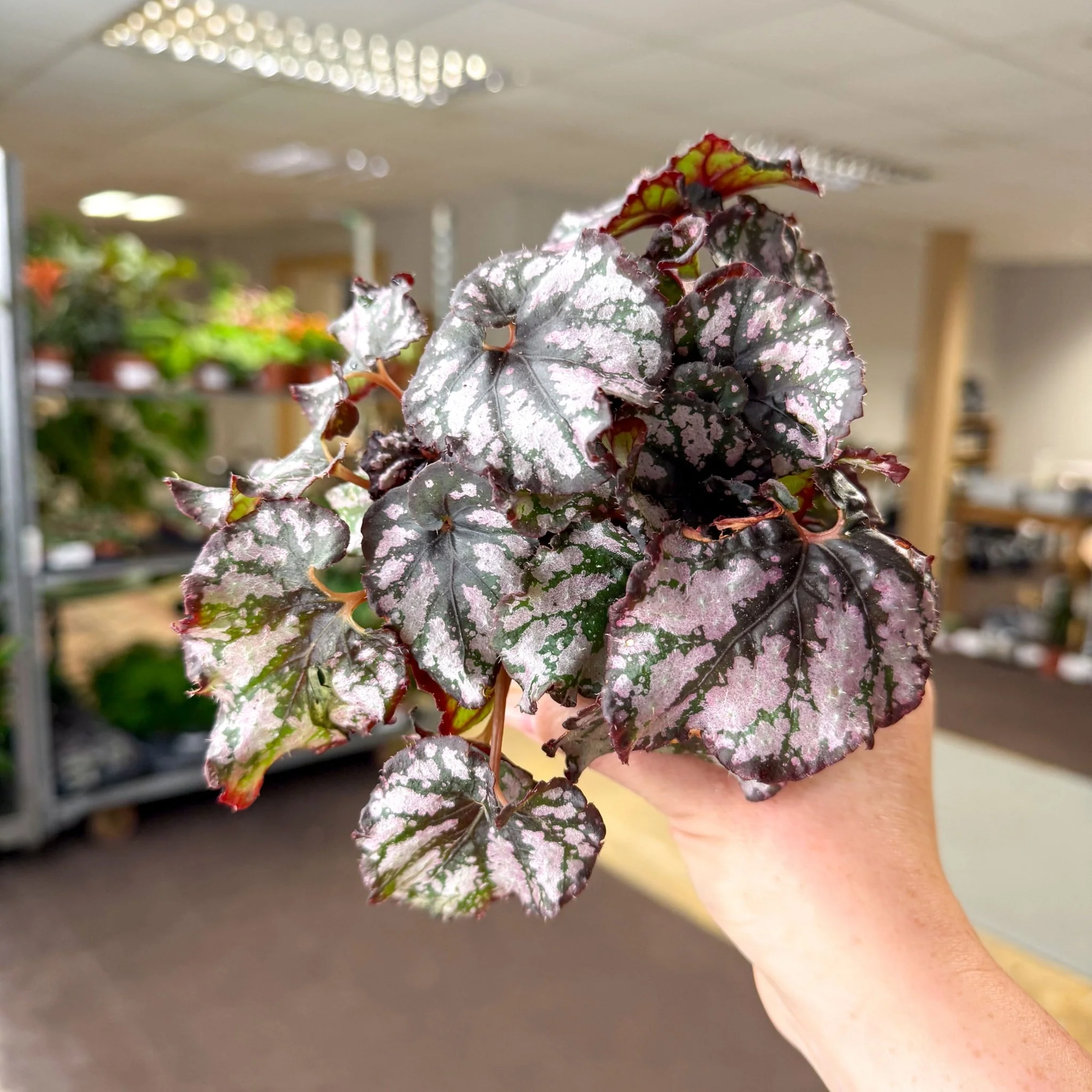 Begonia rex 'Cumbia' - Image 10