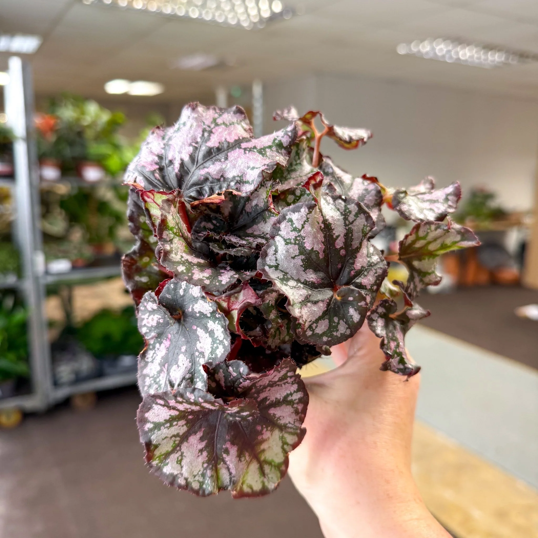 Begonia rex 'Cumbia' - Image 2