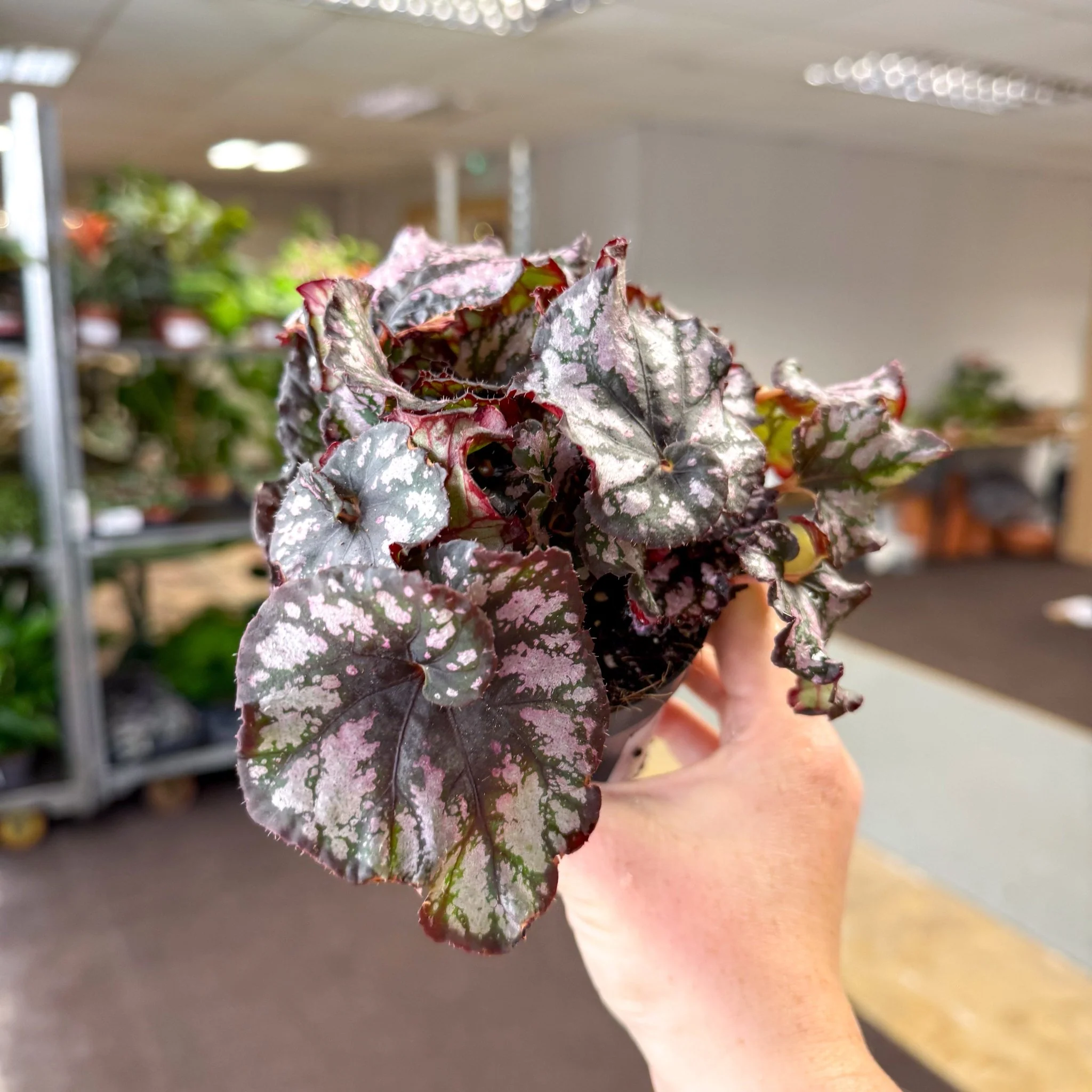 Begonia rex 'Cumbia' - Image 3