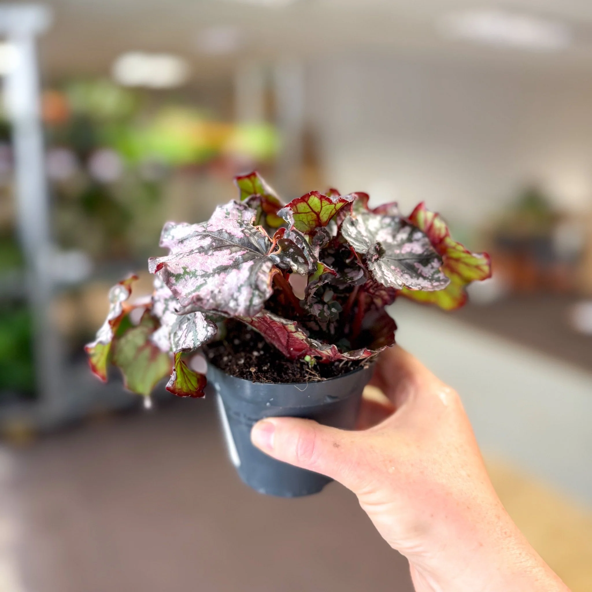 Begonia rex 'Cumbia' - Image 4