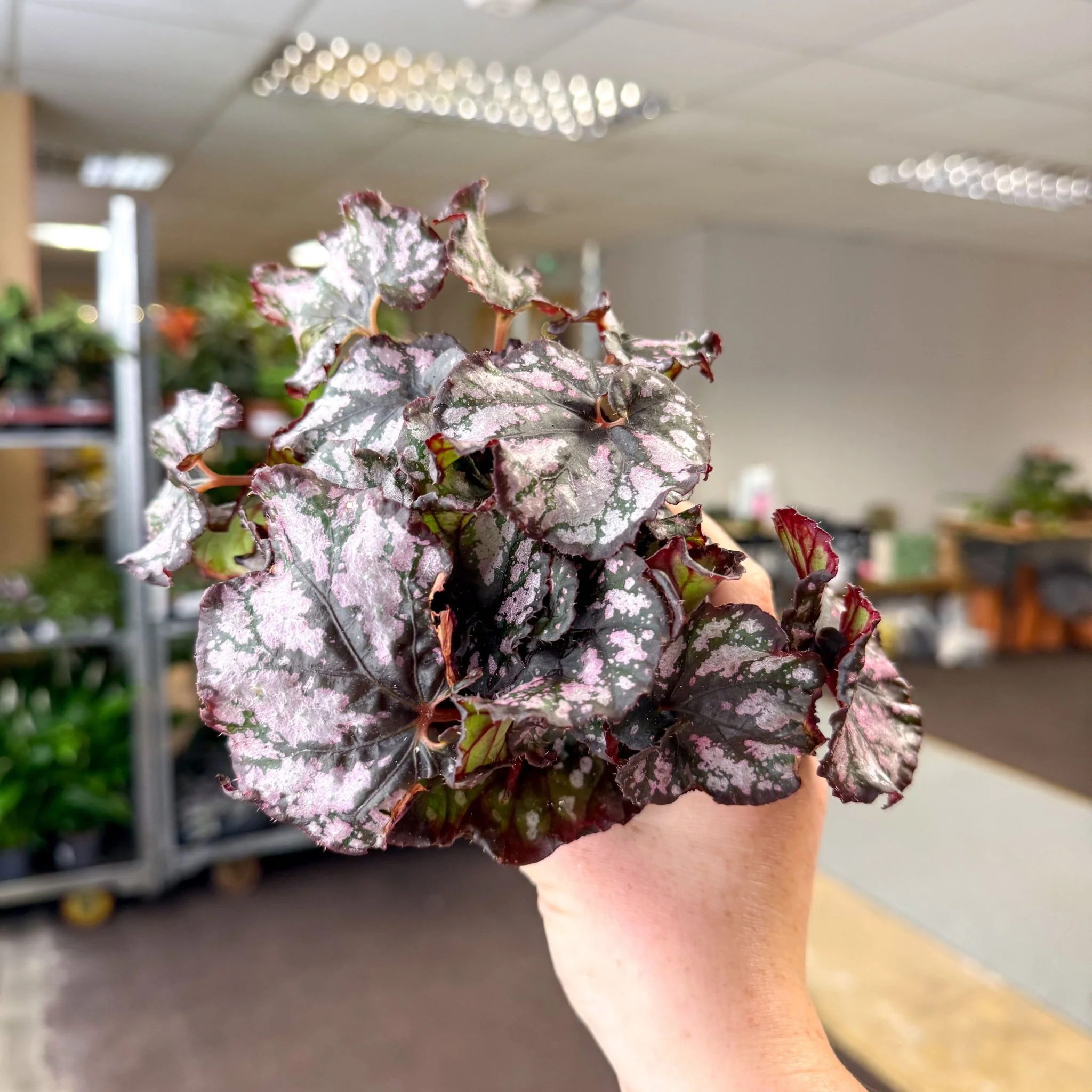 Begonia rex 'Cumbia' - Image 5
