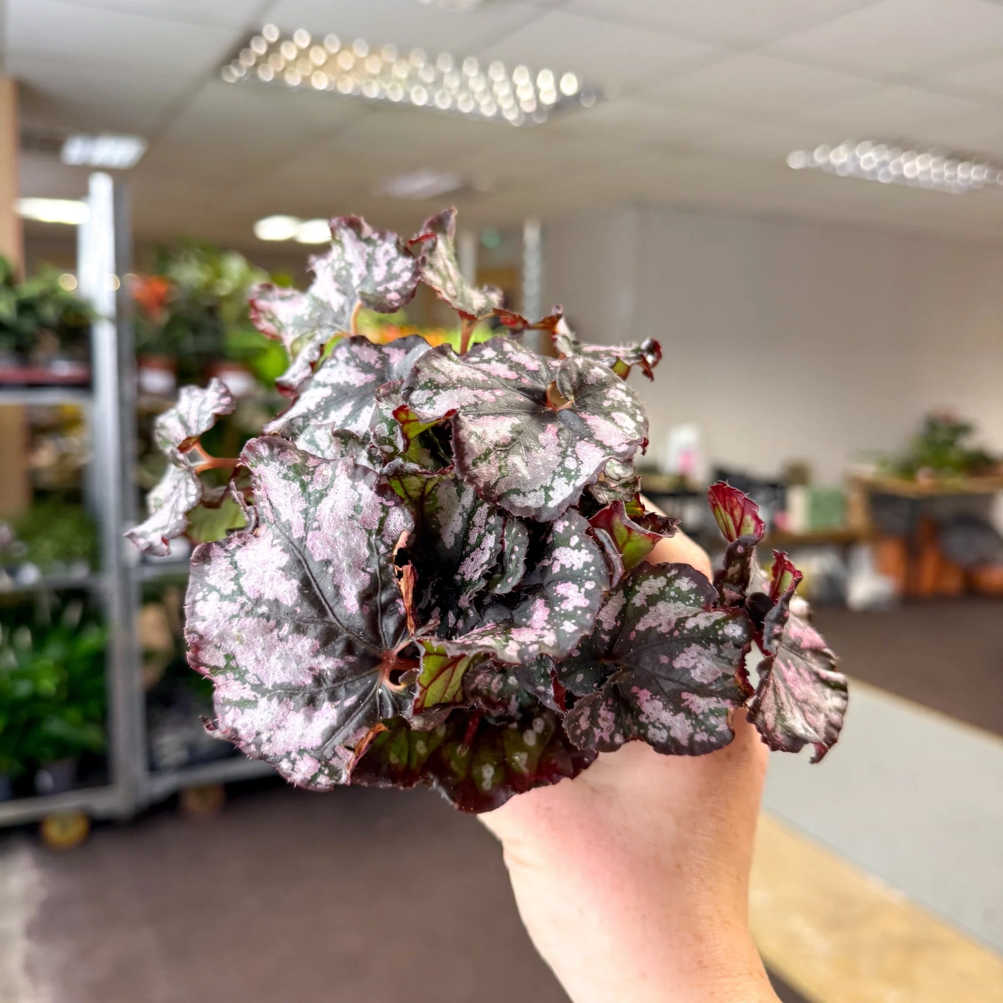 Begonia rex 'Cumbia' - Image 6