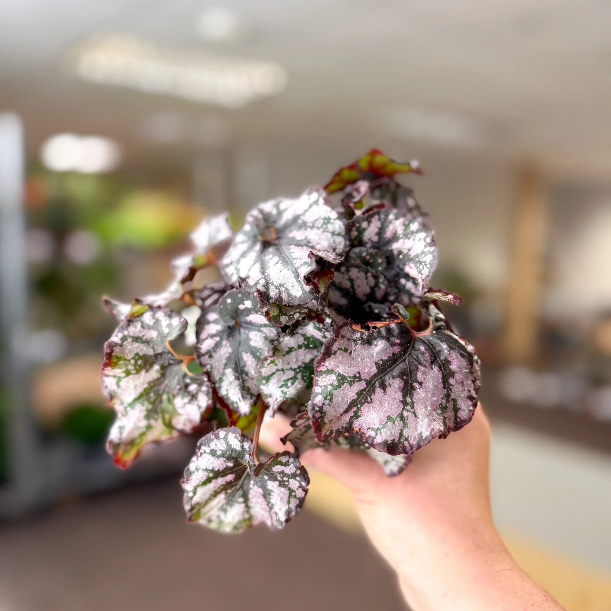Begonia rex 'Cumbia' - Image 7