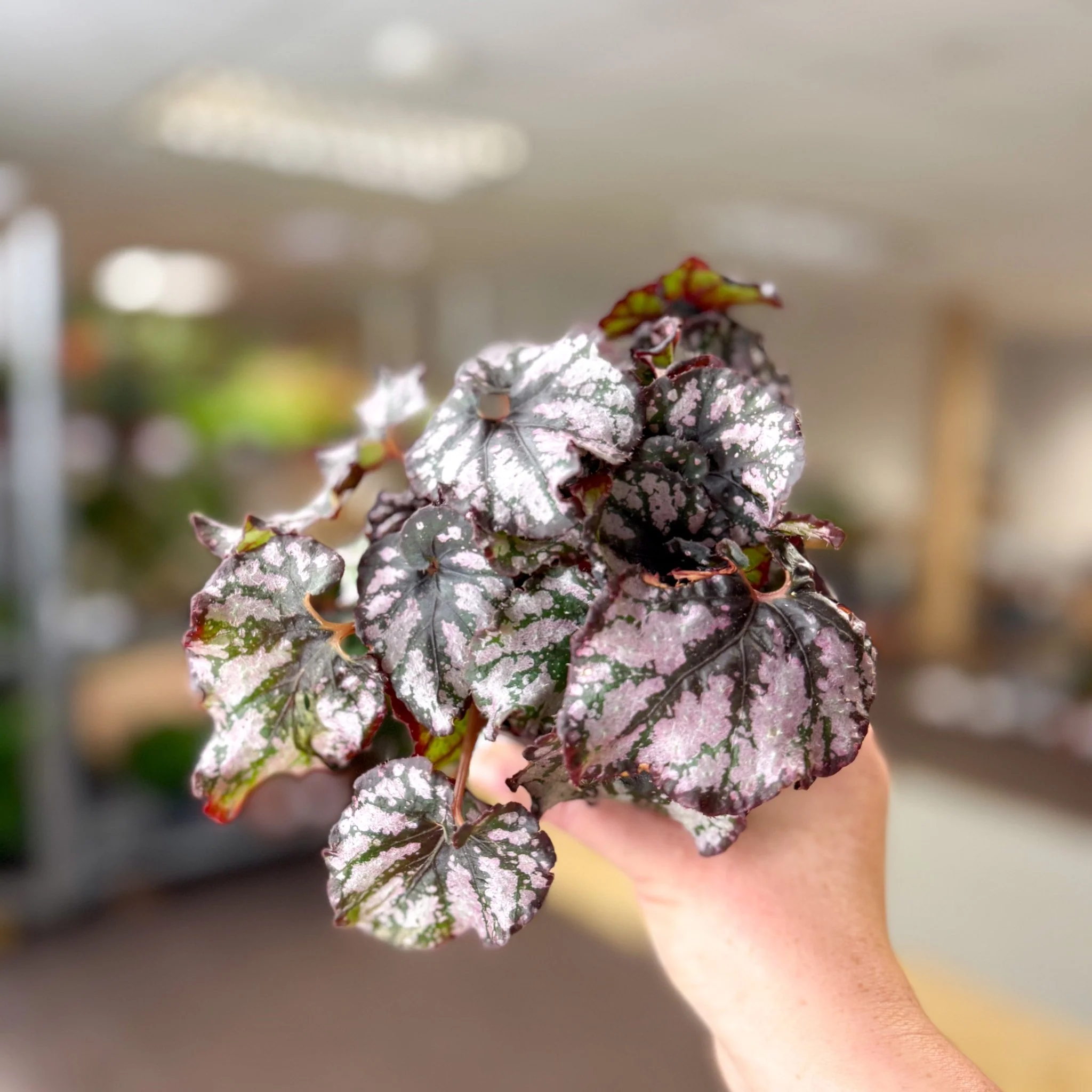 Begonia rex 'Cumbia' - Image 8