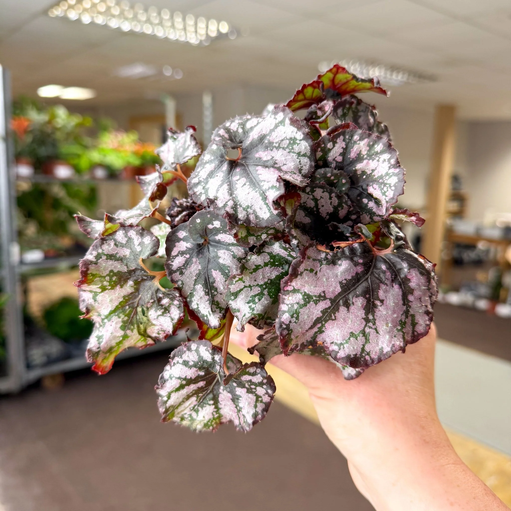 Begonia rex 'Cumbia' - Image 9