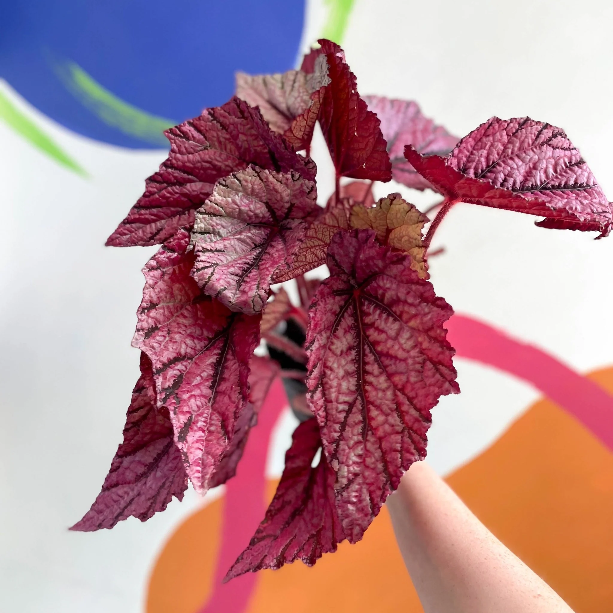 Begonia rex 'David Blais' - Welsh Grown