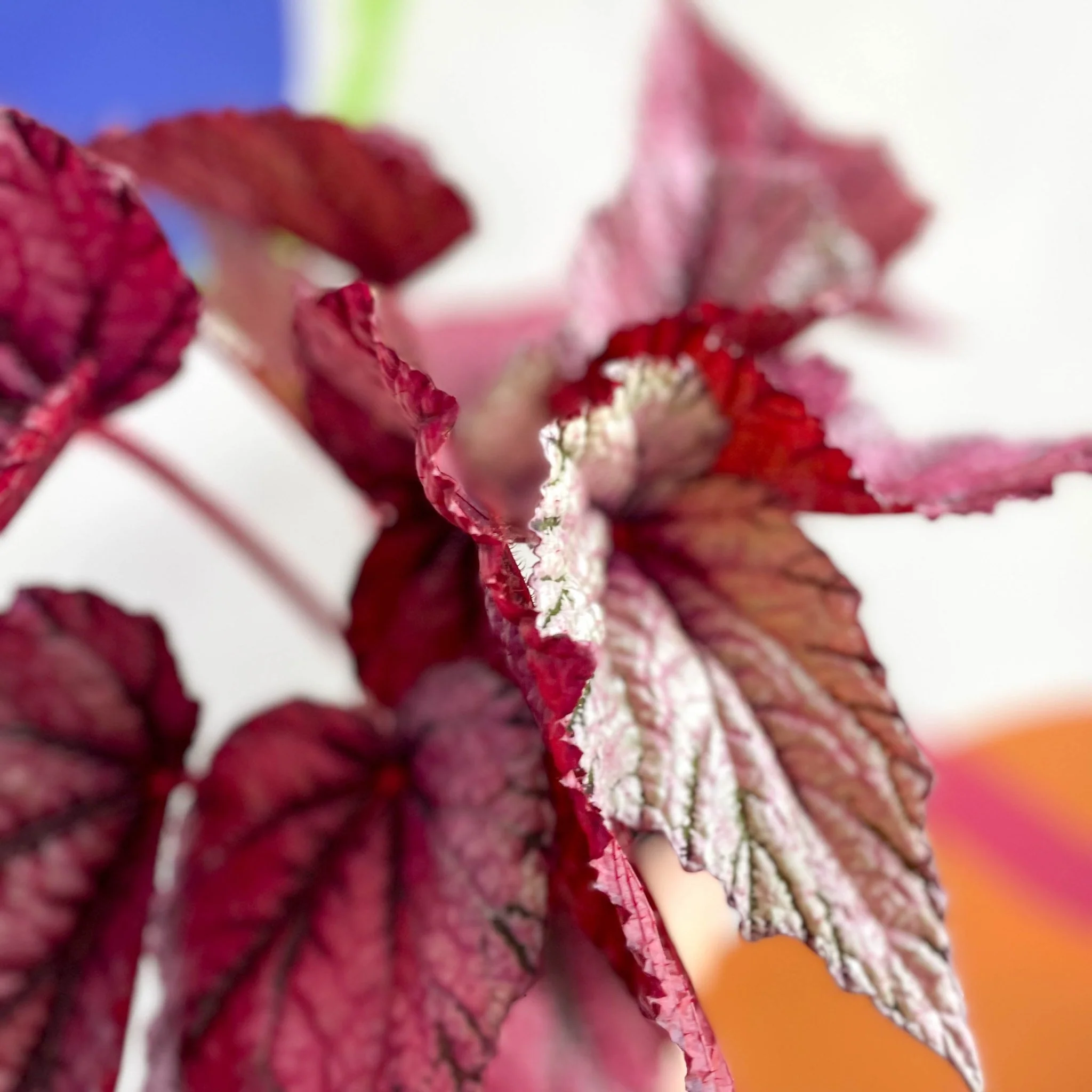 Begonia rex 'David Blais' - Welsh Grown - Image 2