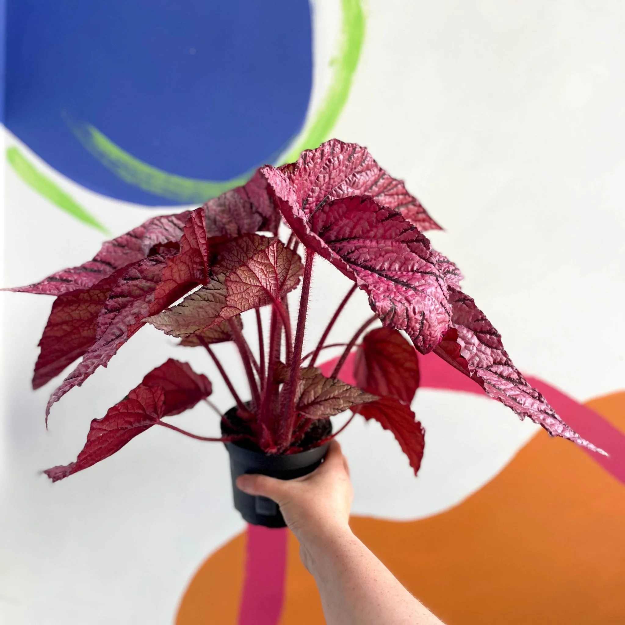 Begonia rex 'David Blais' - Welsh Grown - Image 3