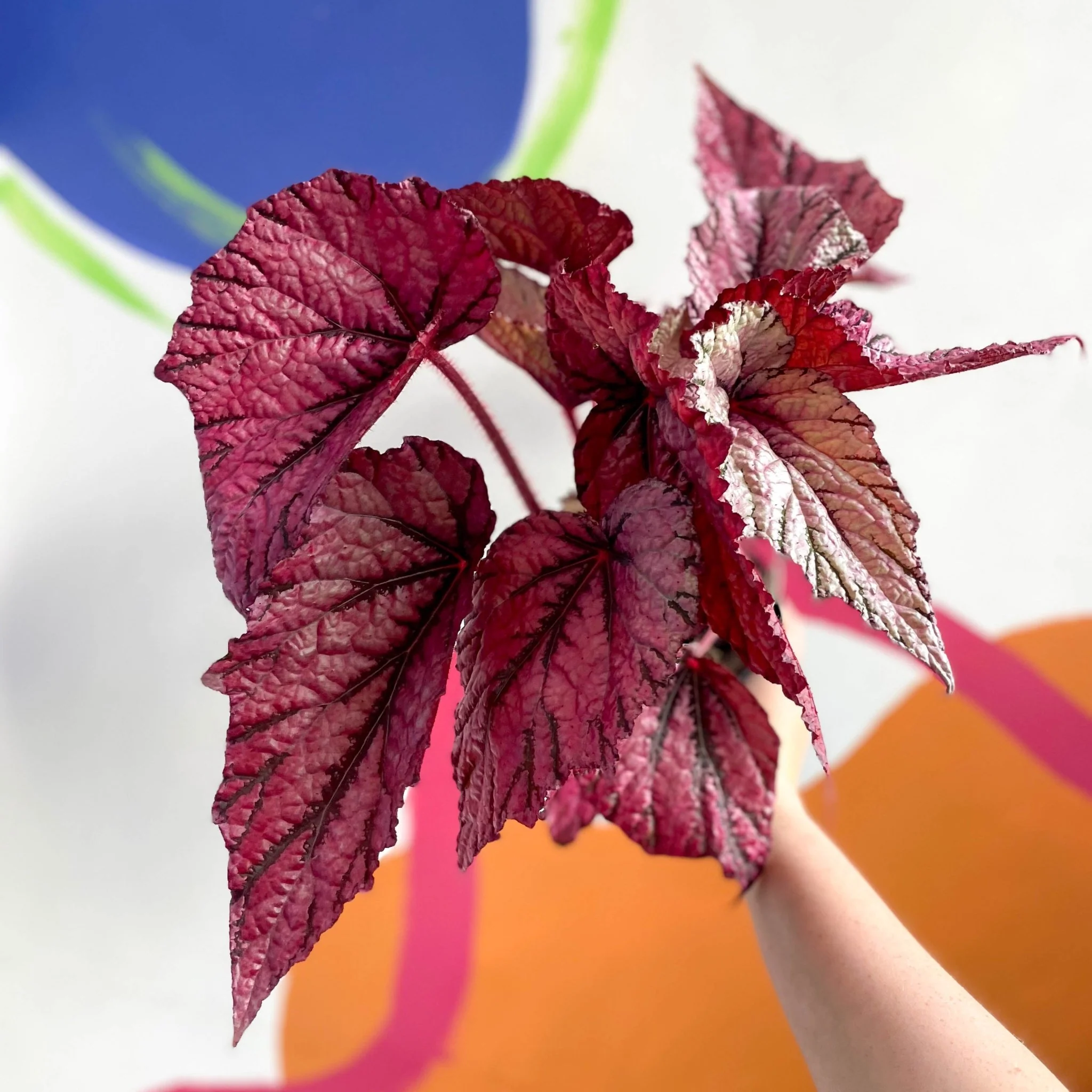 Begonia rex 'David Blais' - Welsh Grown - Image 4