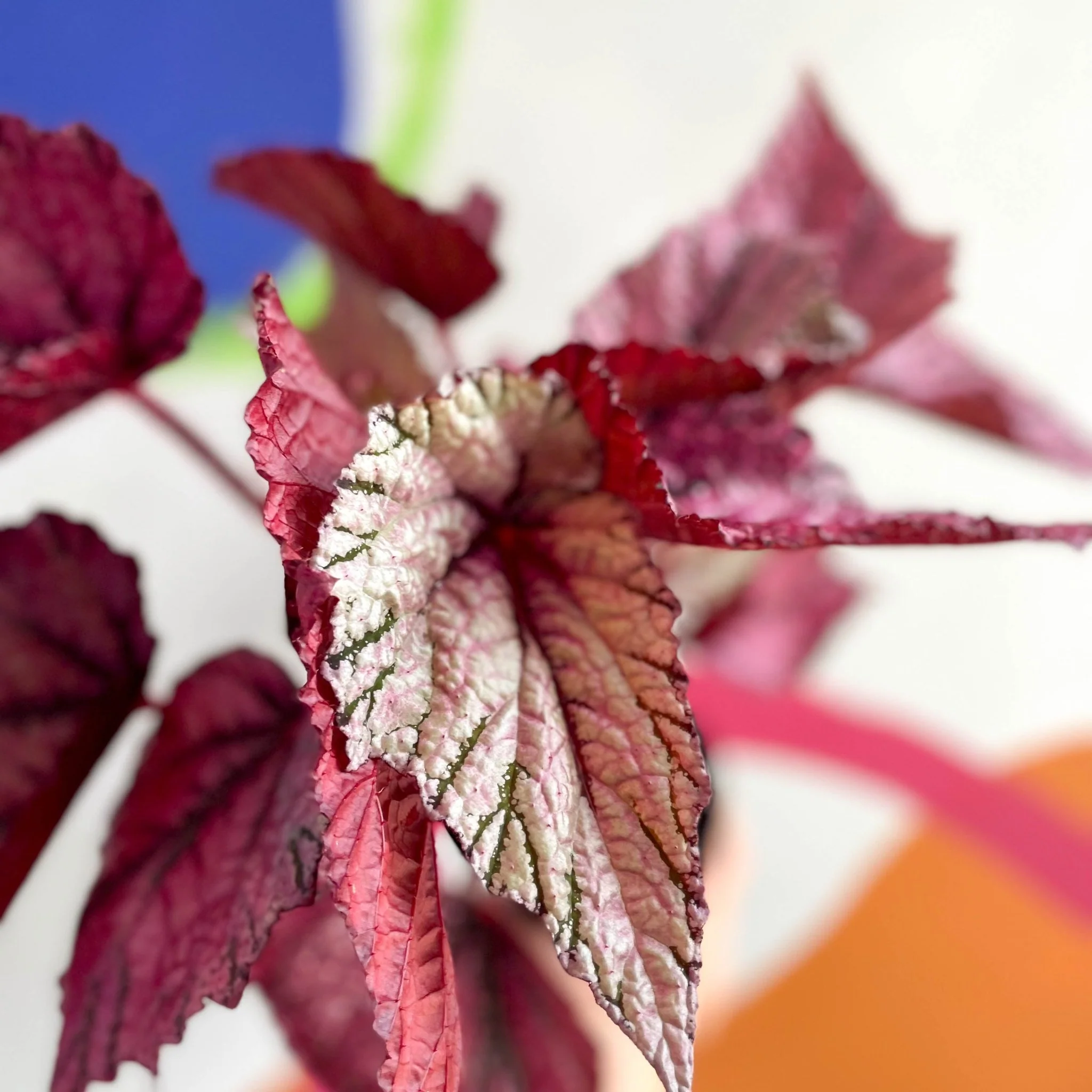 Begonia rex 'David Blais' - Welsh Grown - Image 5