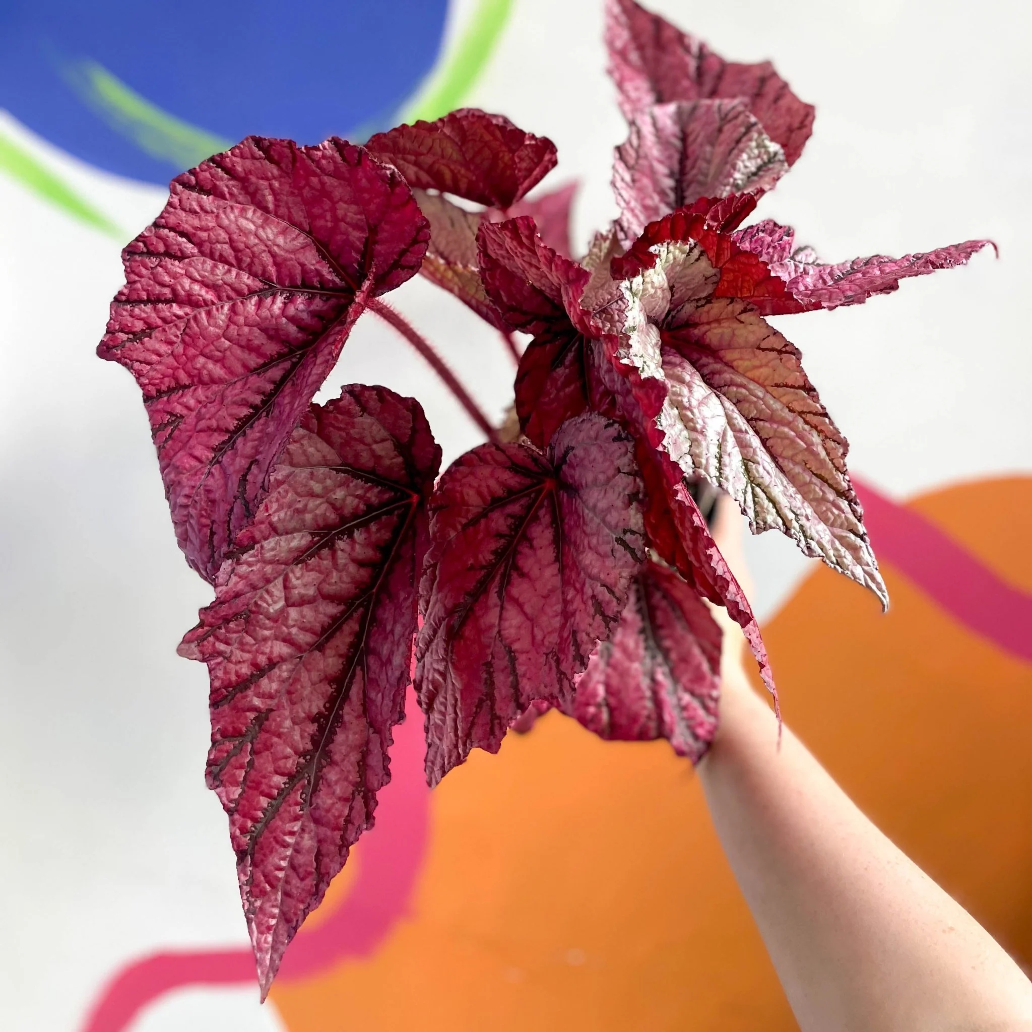 Begonia rex 'David Blais' - Welsh Grown - Image 6