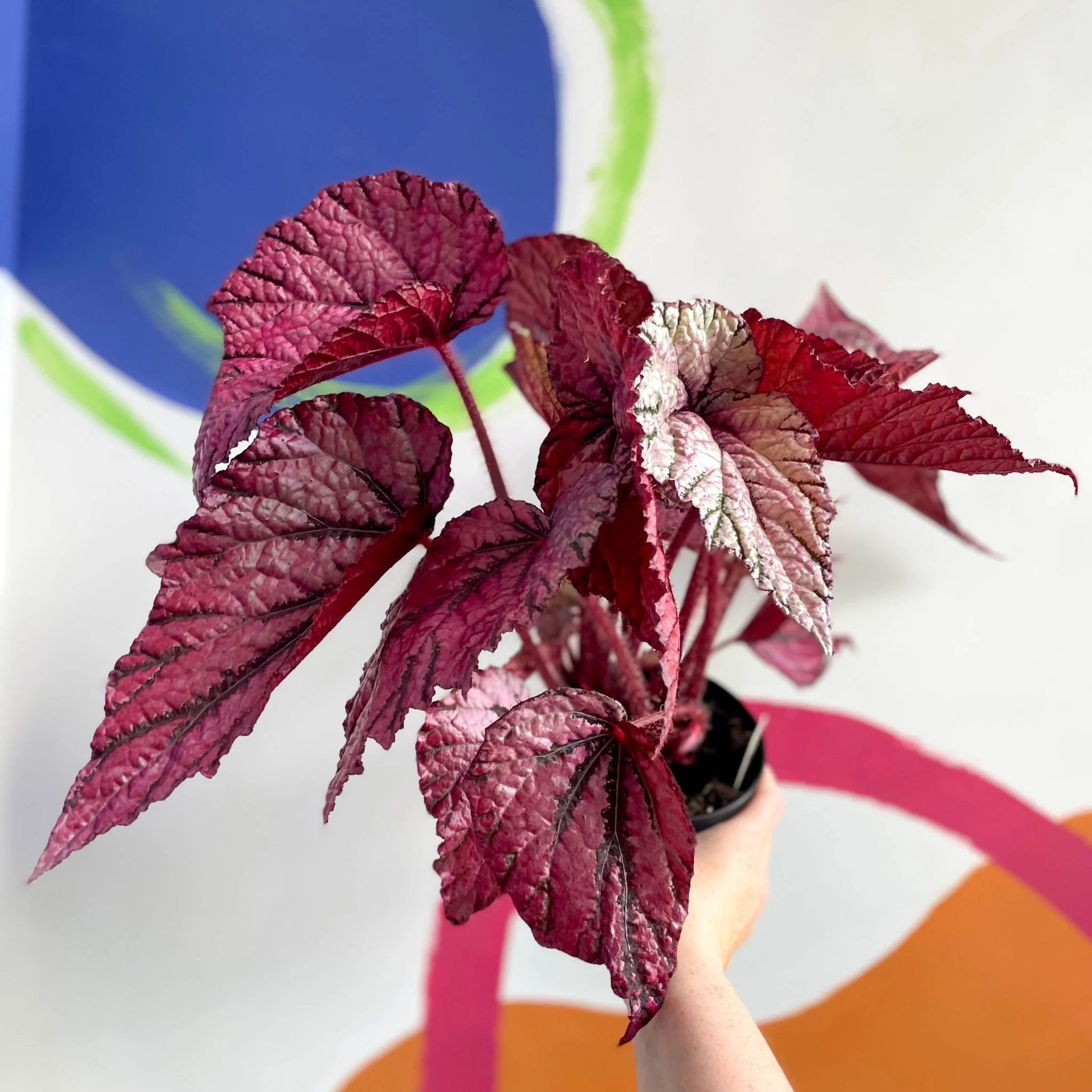 Begonia rex 'David Blais' - Welsh Grown - Image 7